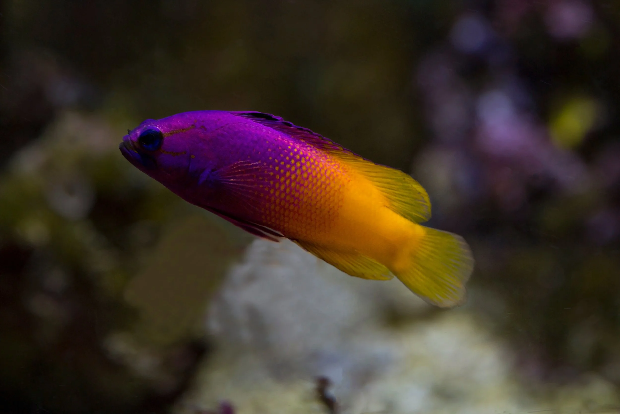 Royal Gramma Basslet