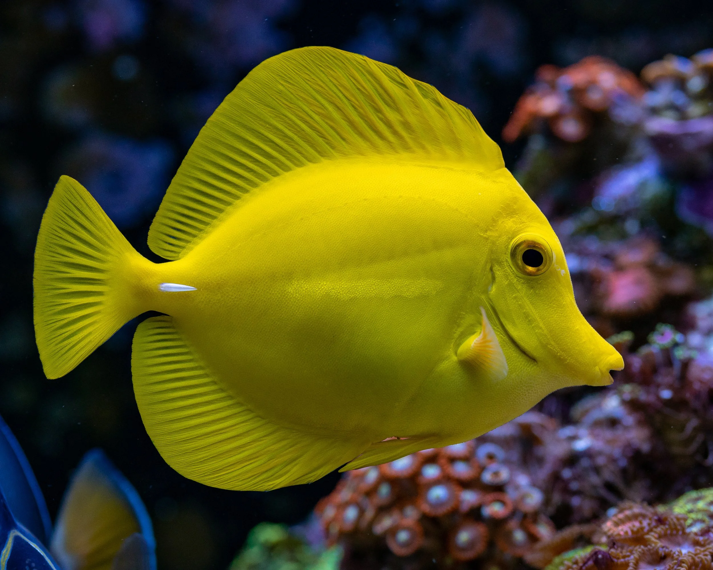 Yellow Tang