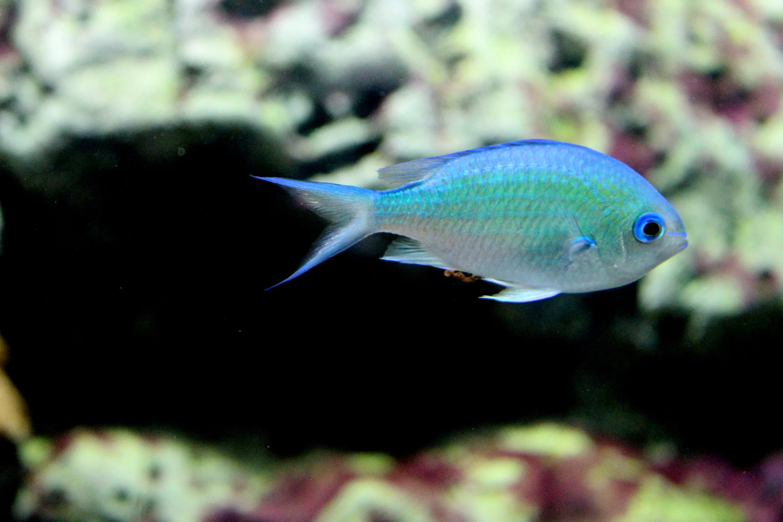 Blue-green Chromis