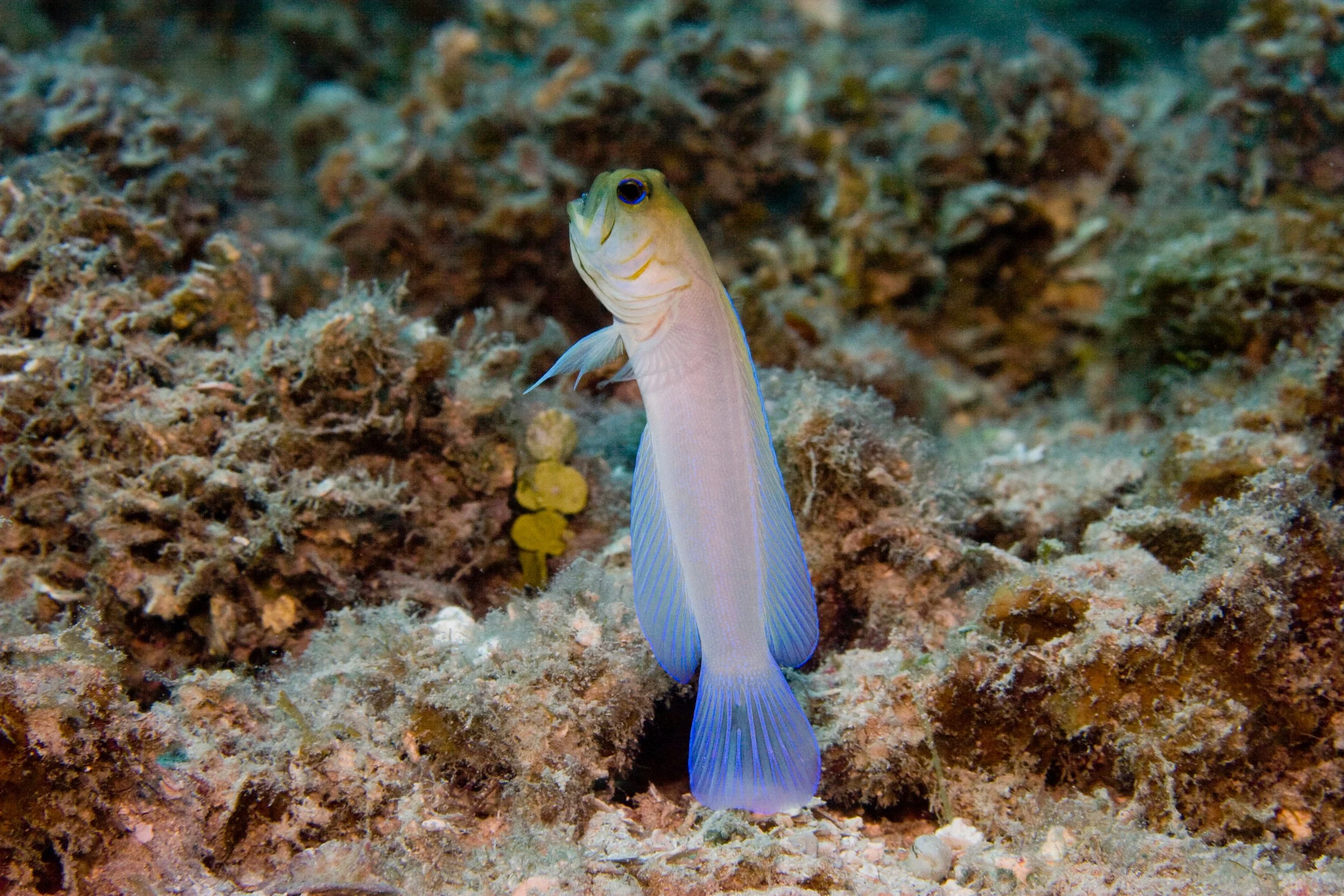 Yellowhead Jawfish