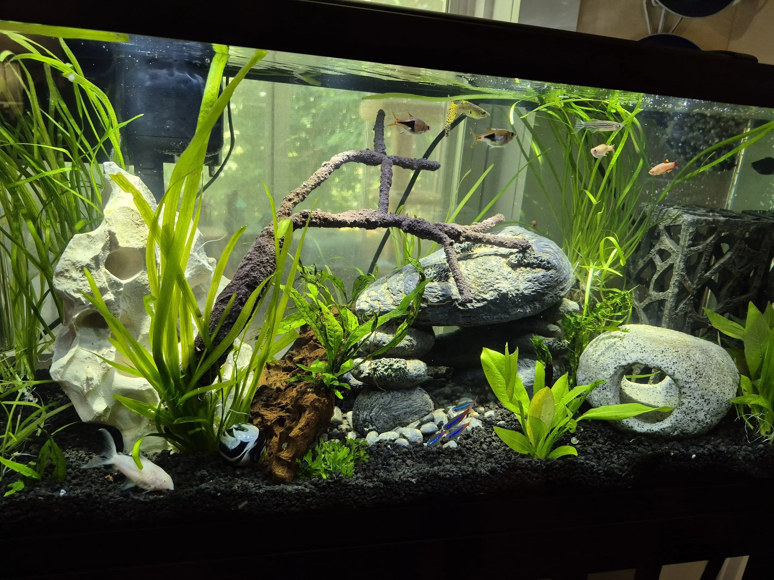 Freshwater aquarium with rocks, green plants, and various small fish, including goldfish and tetras.