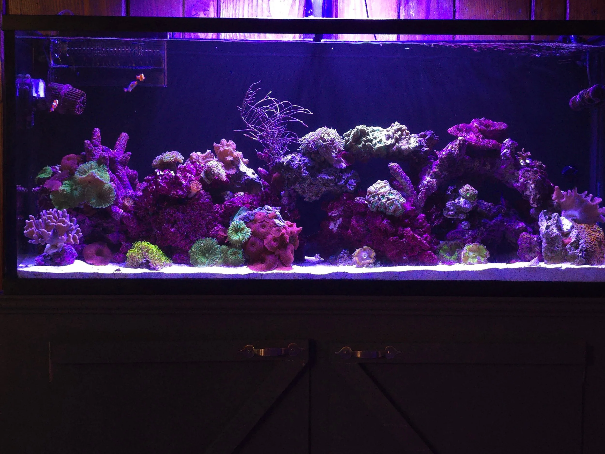 A brightly illuminated saltwater aquarium with colorful coral and fish, set on a cabinet with drawers, against a wood-paneled wall.