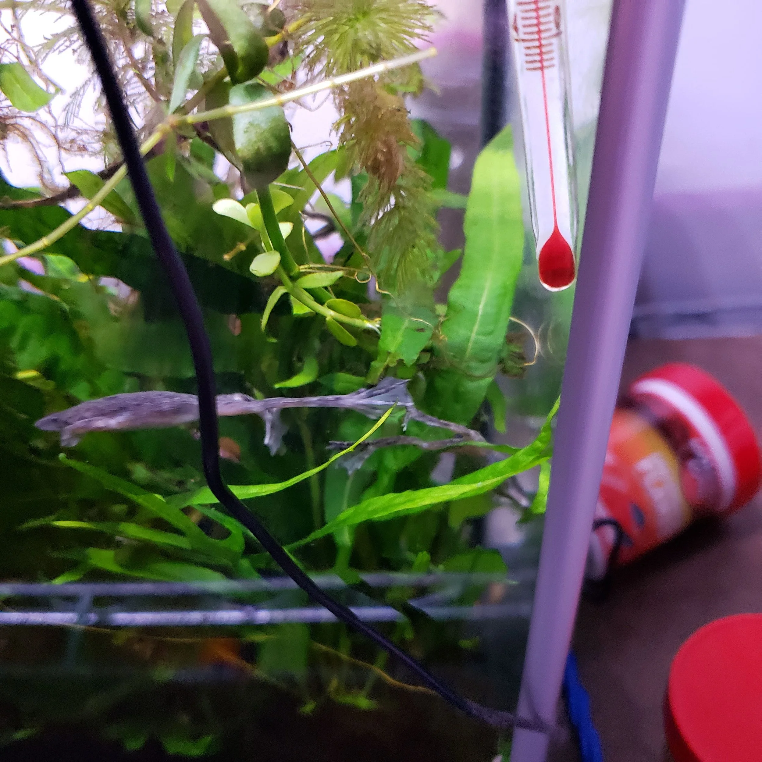 Close-up of a terrarium with green plants, a thermometer showing a small amount of red liquid, and a black wire, with some containers in the background.