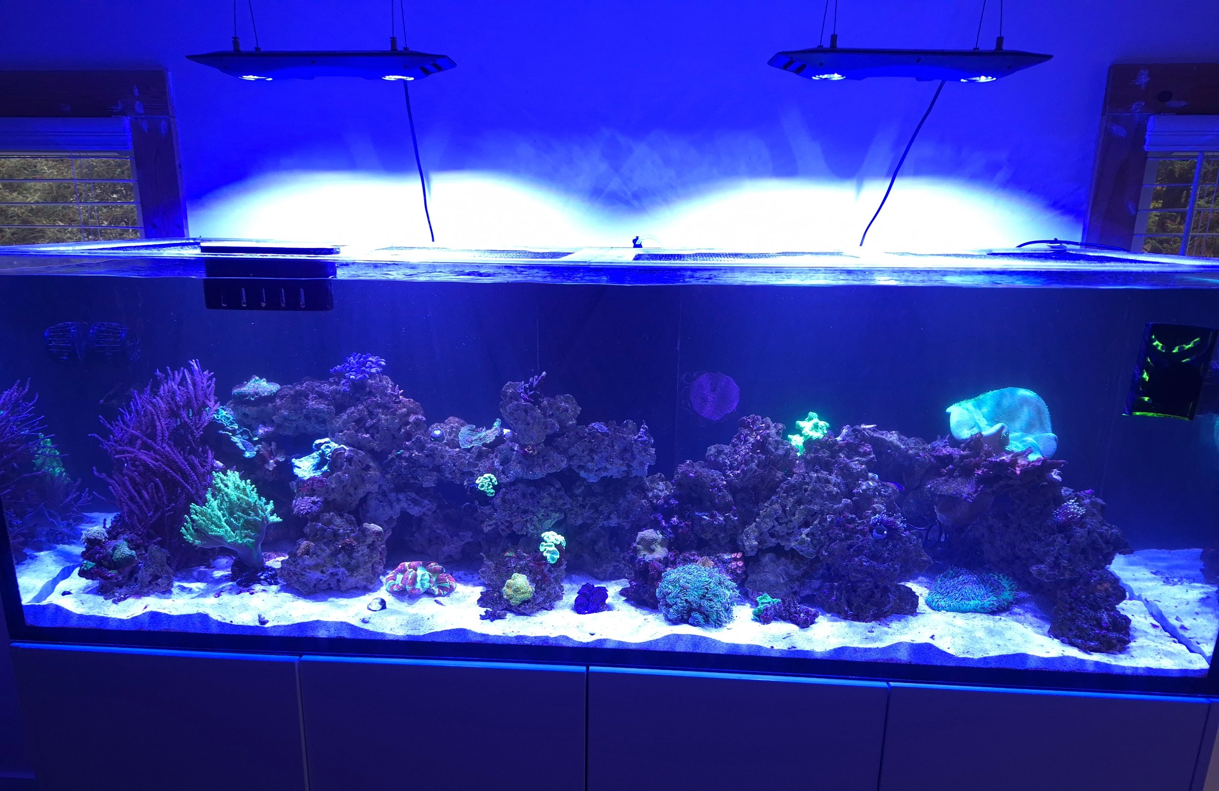 Aquarium with colorful coral and fish, illuminated by blue light, with two overhead lights above the tank.