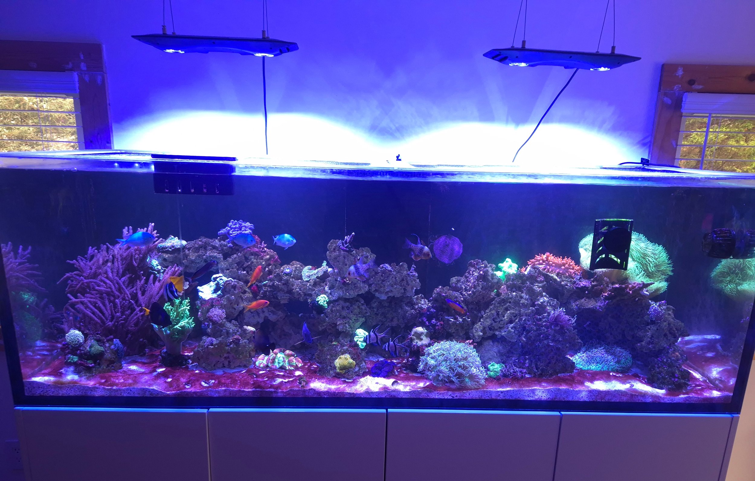 An aquarium tank with colorful coral and fish, illuminated by blue lights, situated indoors next to windows with wooden frames.
