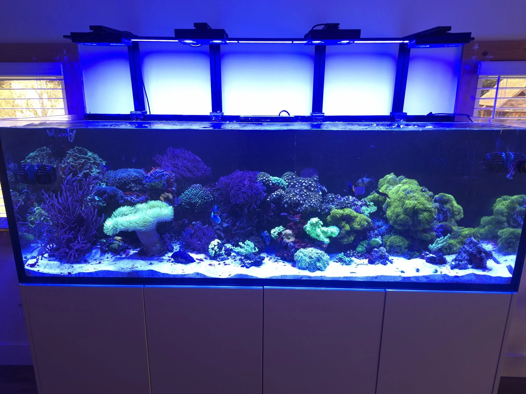 A large saltwater aquarium with vibrant coral reef and fish, topped with a blue LED light fixture.