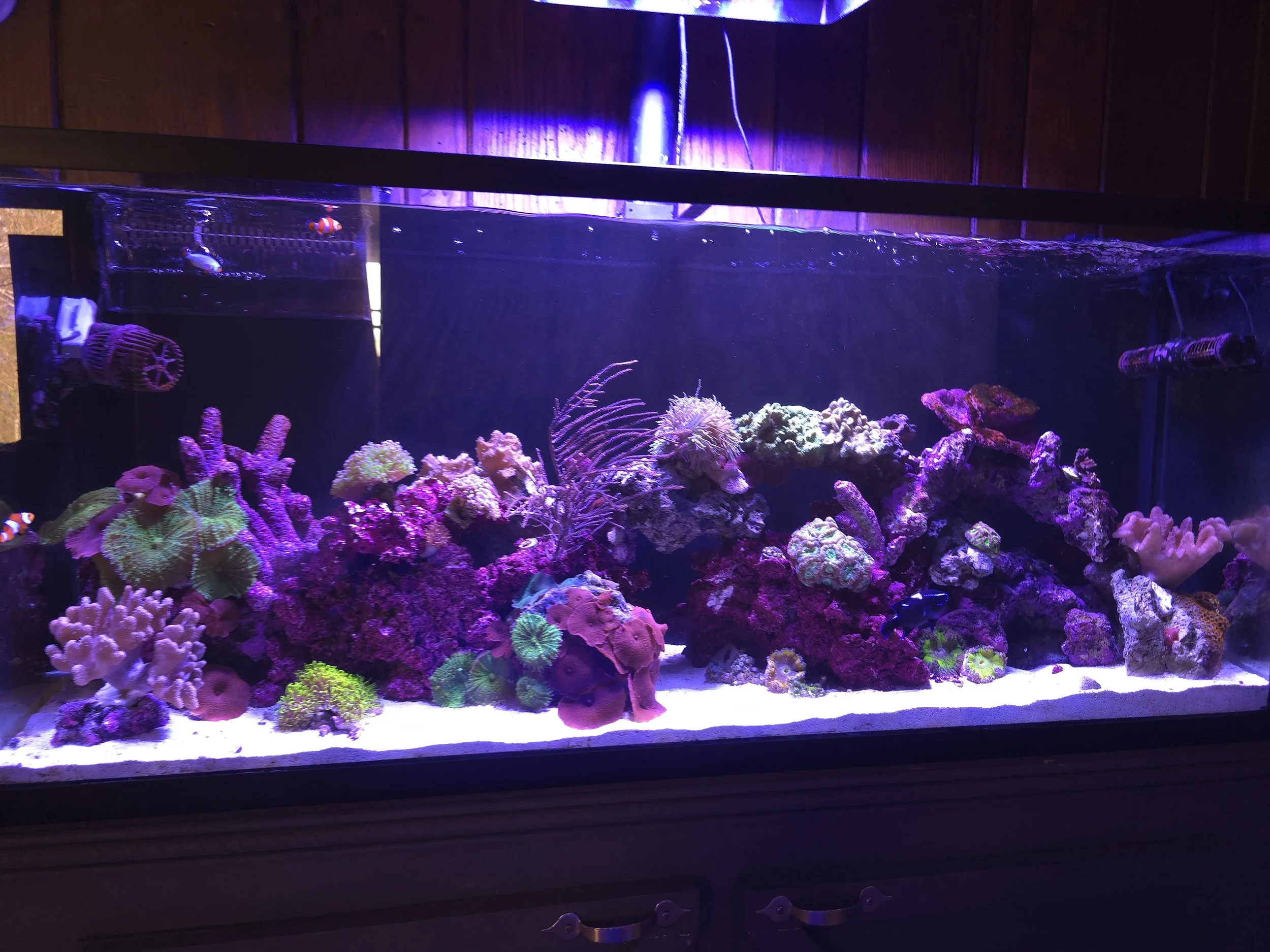 A vibrant aquarium filled with colorful coral and small fish, illuminated by purple and blue lighting.