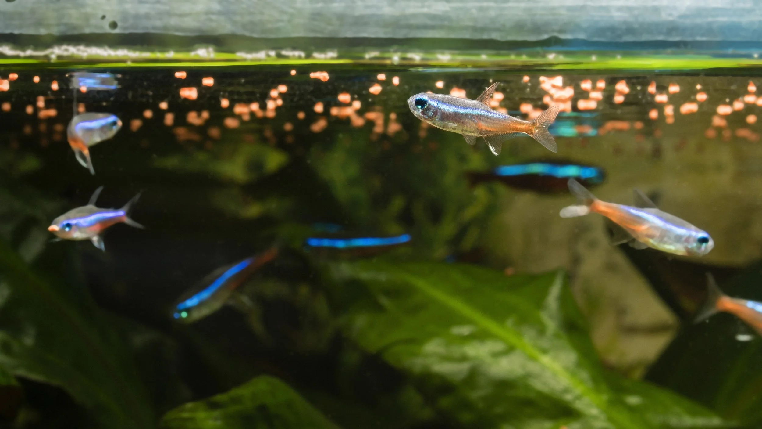 feeding-fish-in-aquarium