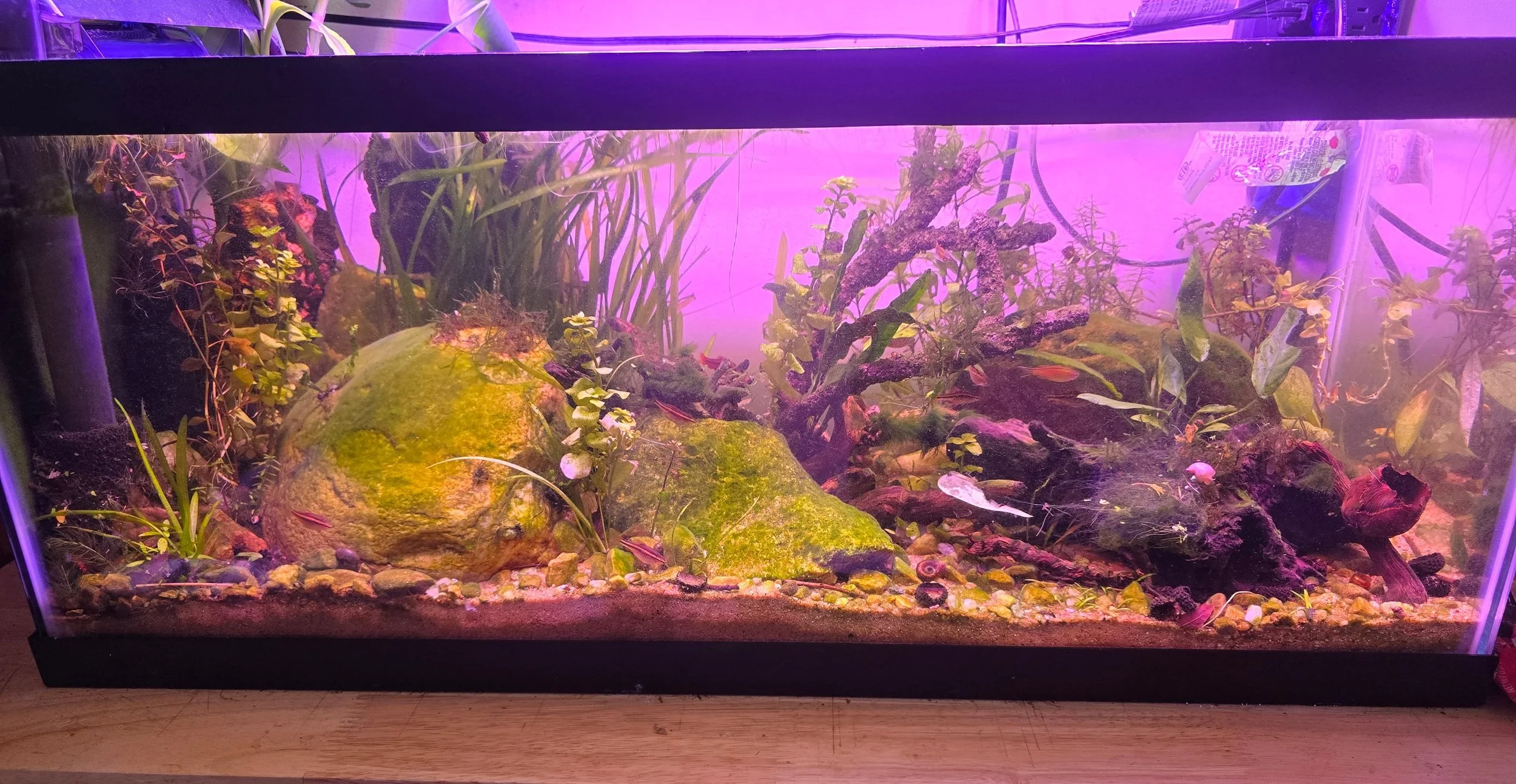 An aquarium with water, rocks, plants, and small fish, illuminated by purple lighting.