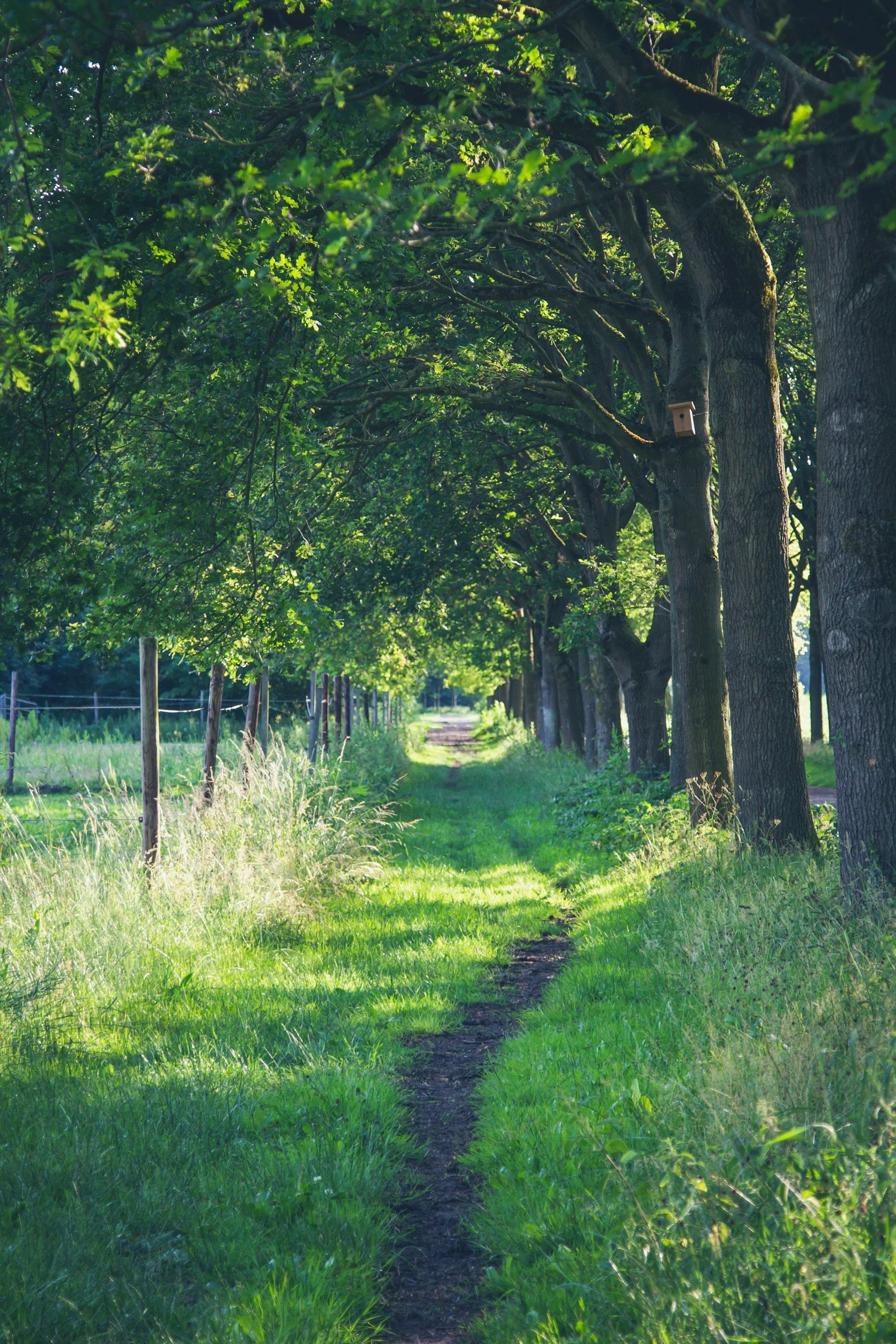A dirt path walking through a green park lined with trees, with sunlight filtering through the leaves.