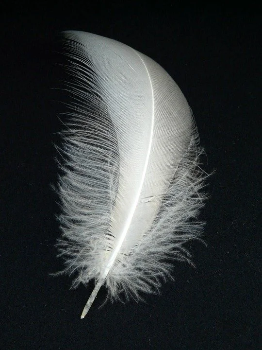 feather symbol of comfort