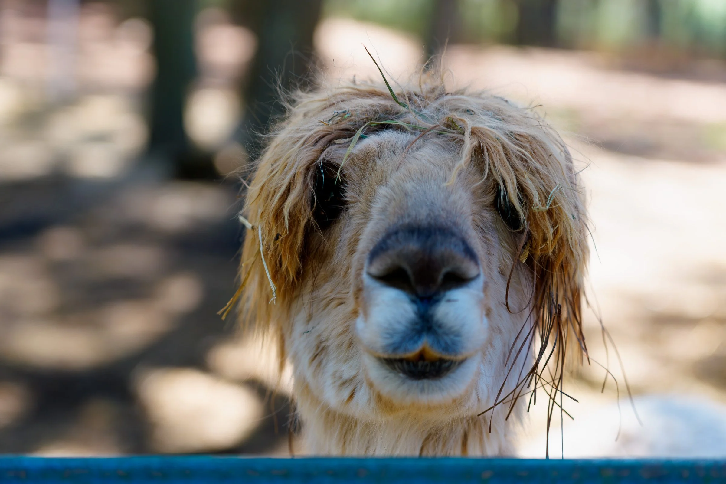 two-dachshund-farm-alpaca.jpg