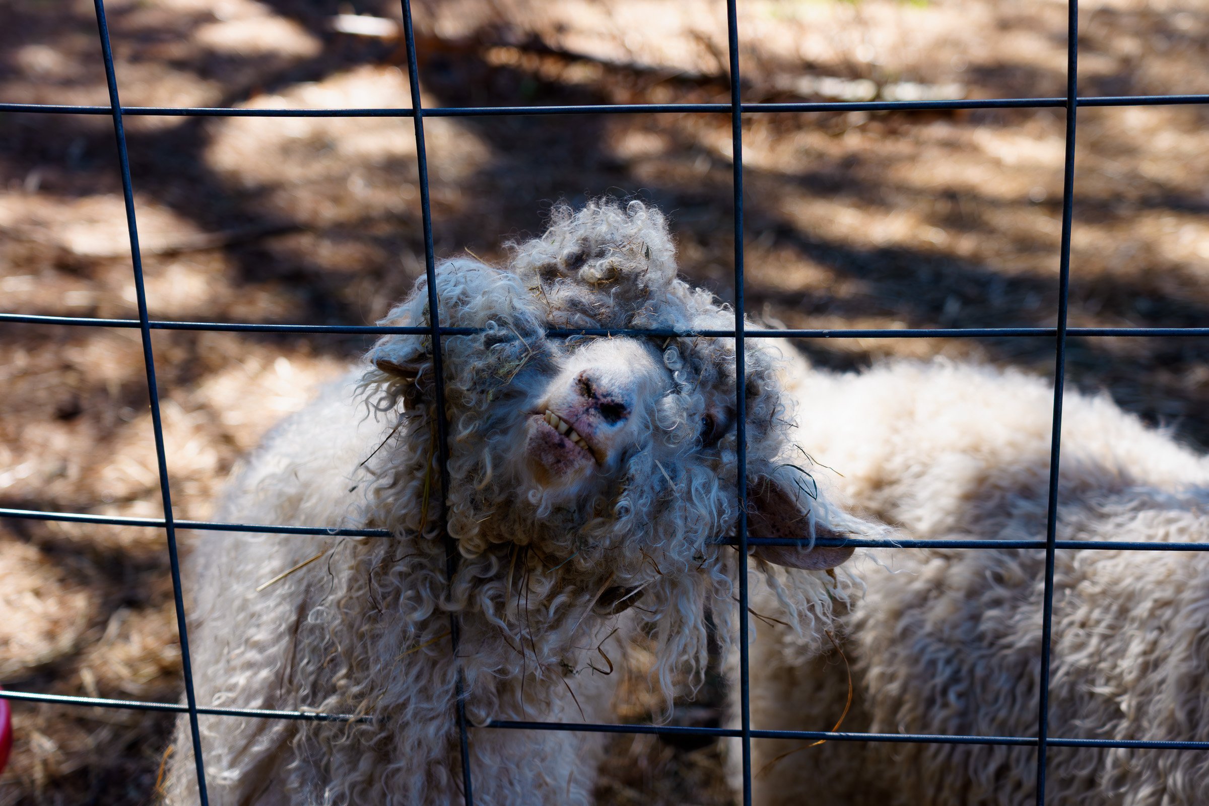 two-dachshund-farm-angora.jpg