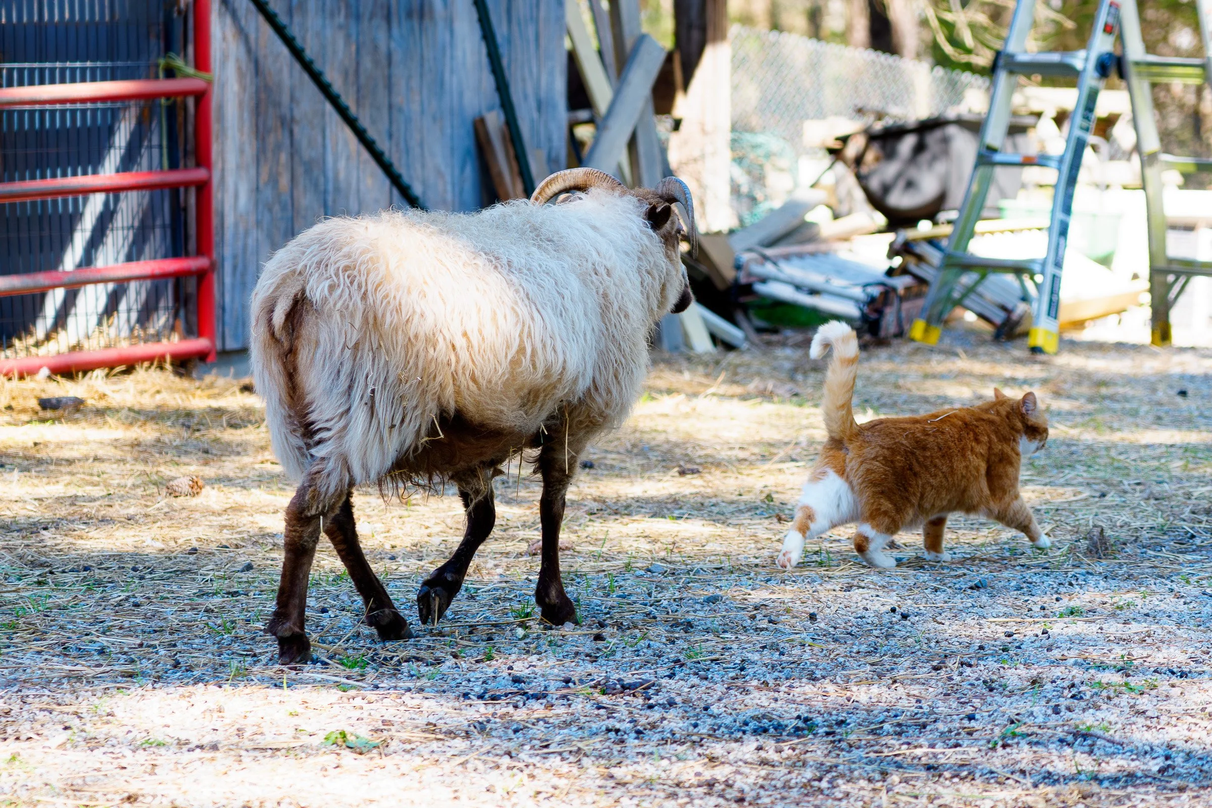 two-dachshund-farm-goat-cat.jpg