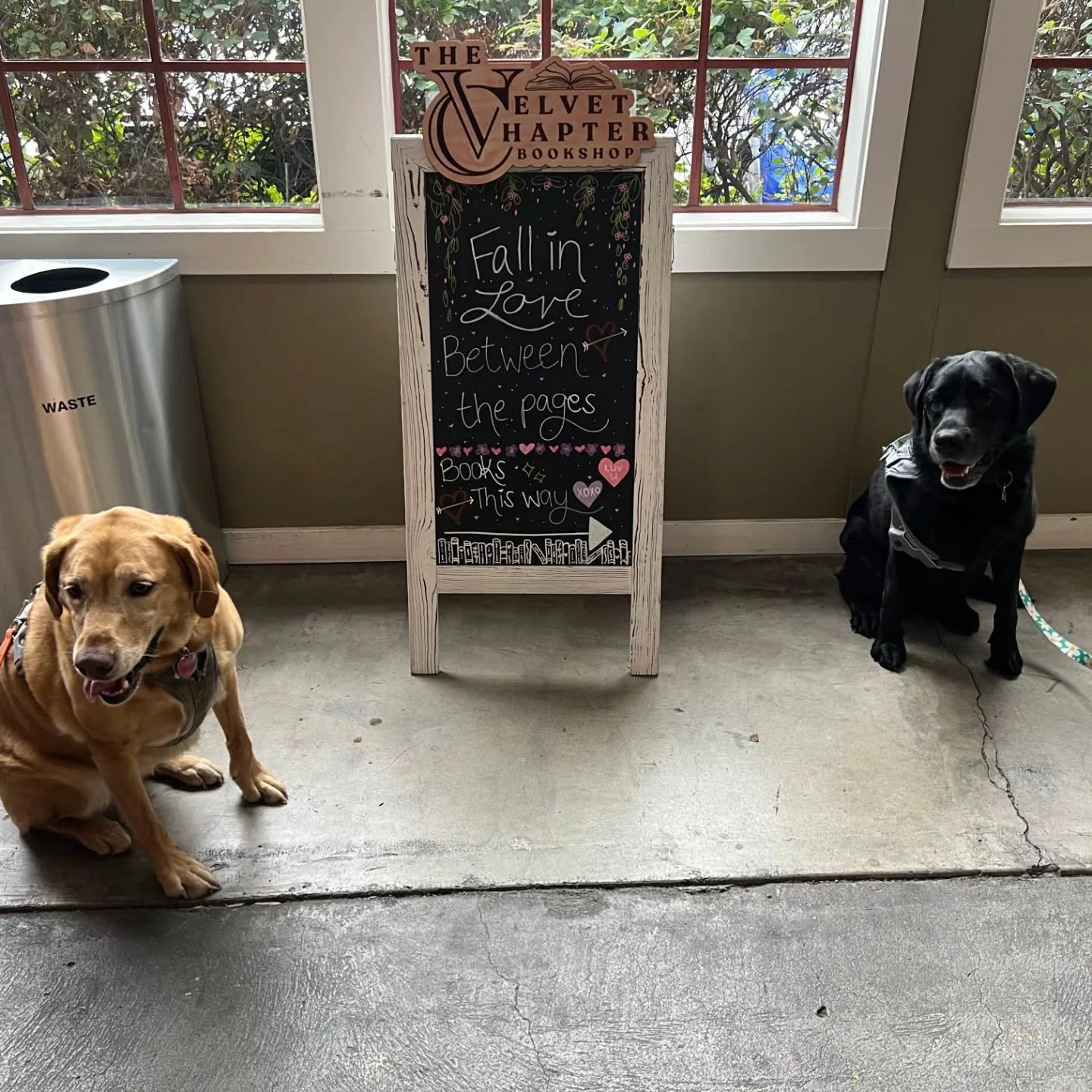🐾📚 Wanderers Guild: Canine Day Recap 📚🐾

A successful day of wagging tails, happy hearts, and a little extra magic in the shop 🖤

Bumble and Nellie stole the show, proving once again that a good "golden retriever" will always lead you 