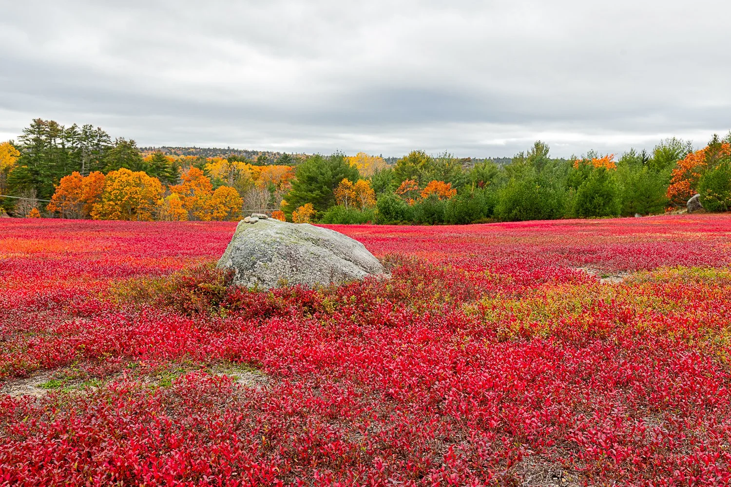 Autumn Maine Blueberry Fields, #1 12"x18"  $110.00