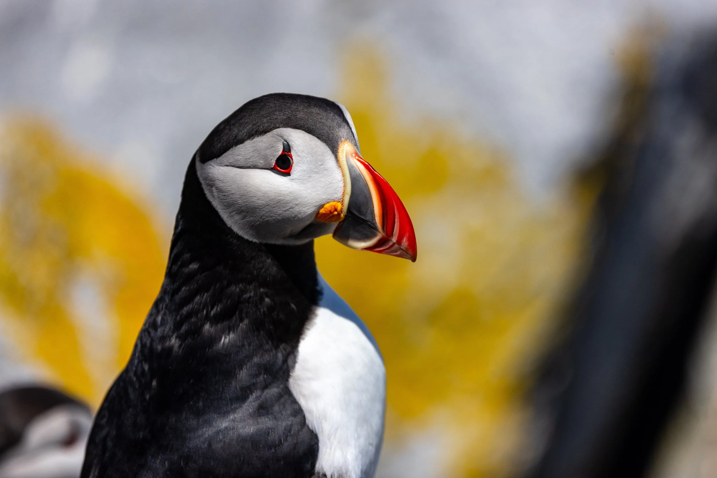 Puffin #7, 12"x18  $110.00