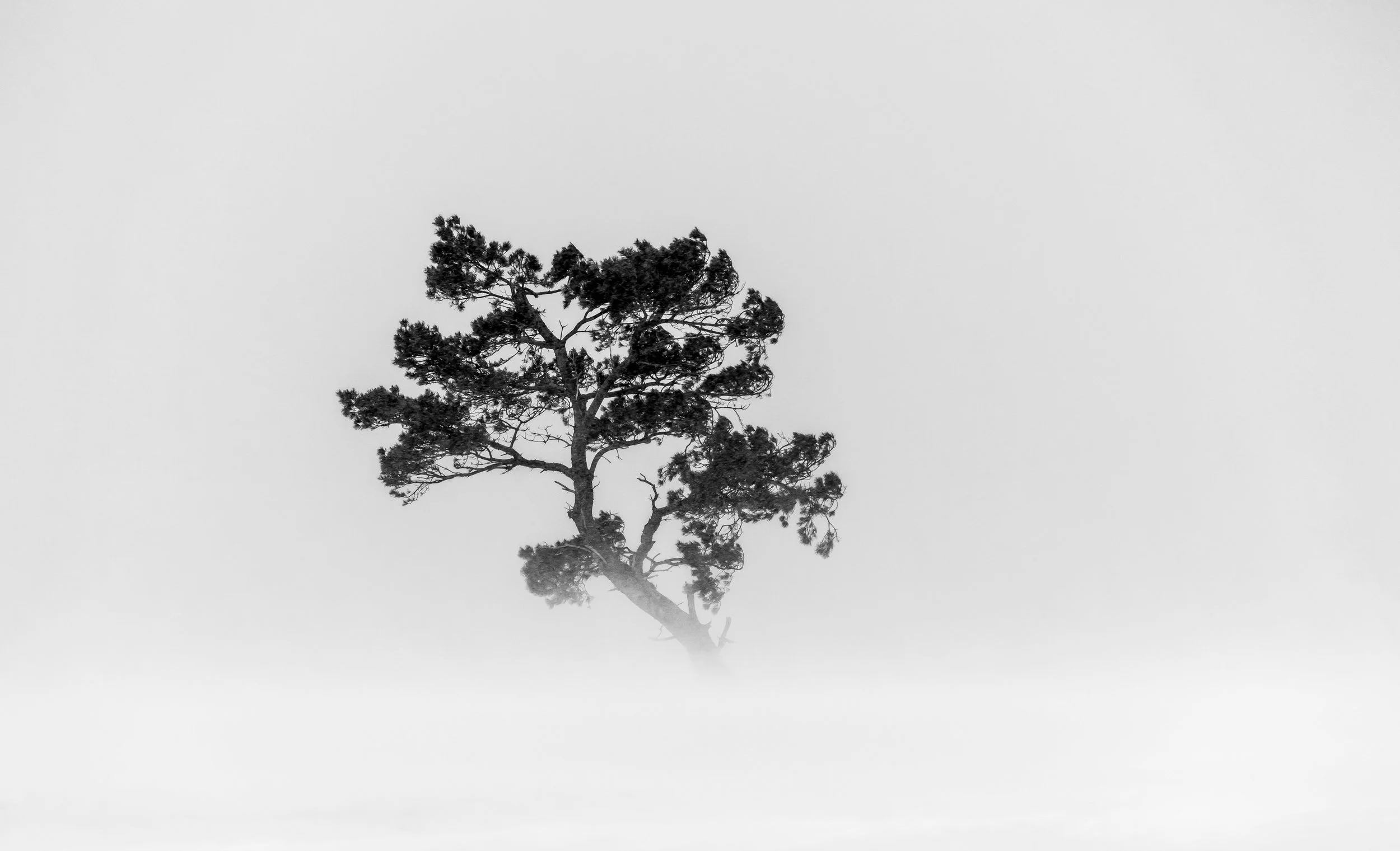 Blizzard Tree #1, 10"x20"  $110.00