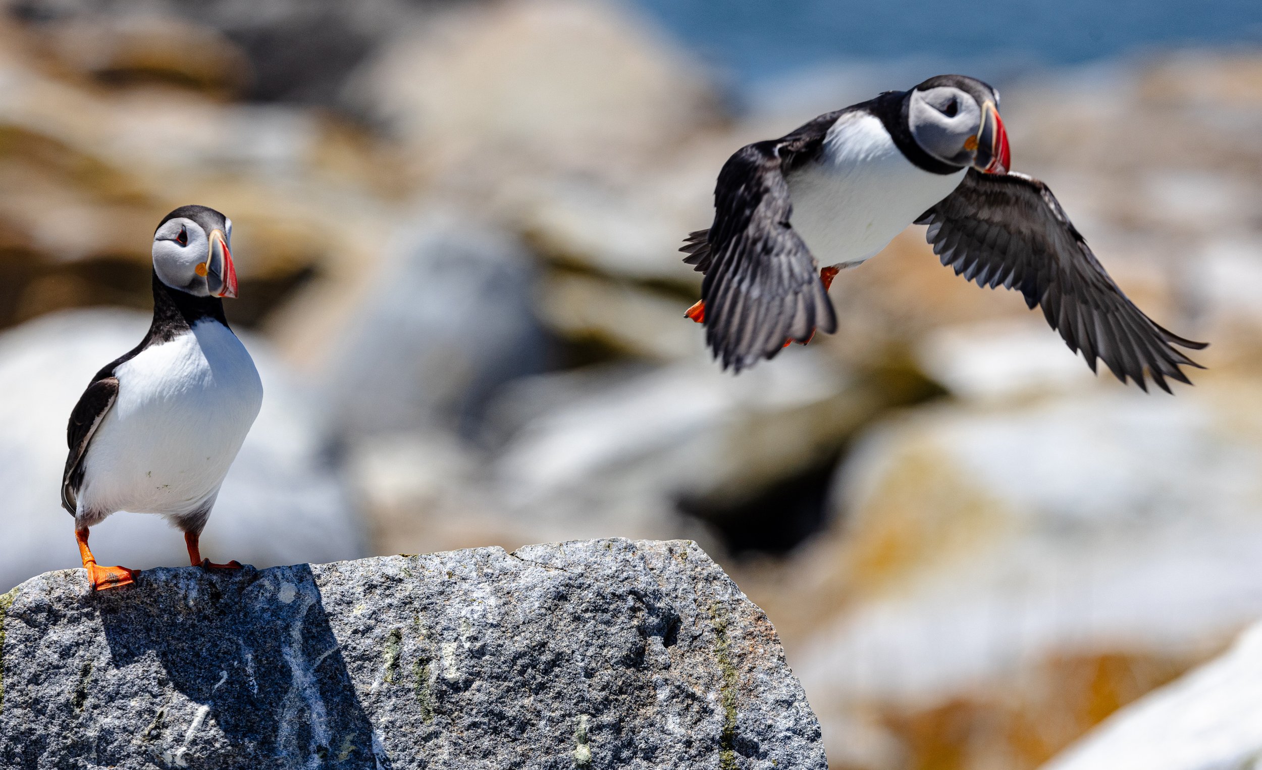 Puffin #9, 12"x18  $110.00