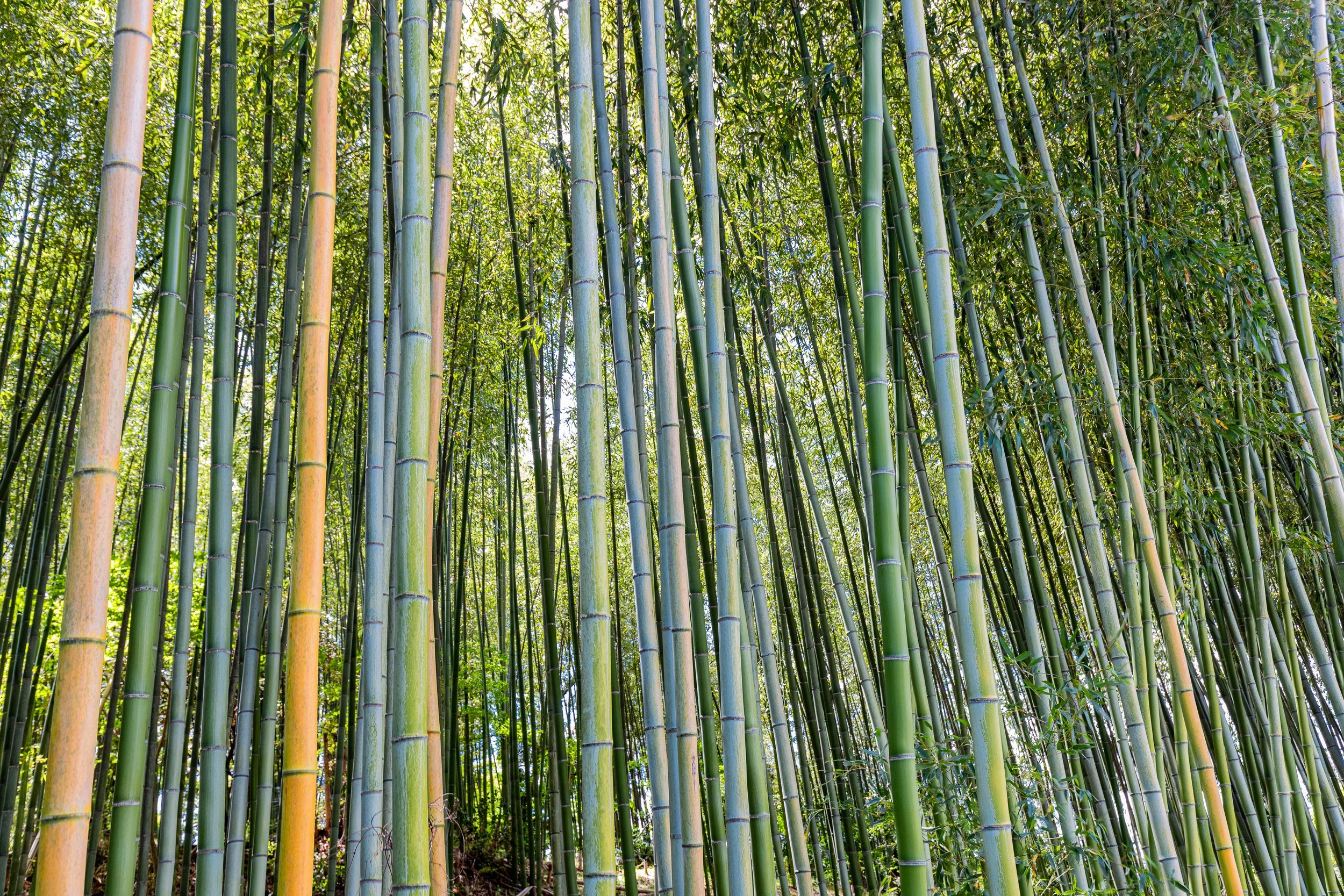 Nara Japan, Bamboo Forest,  12"x18"  $110.00