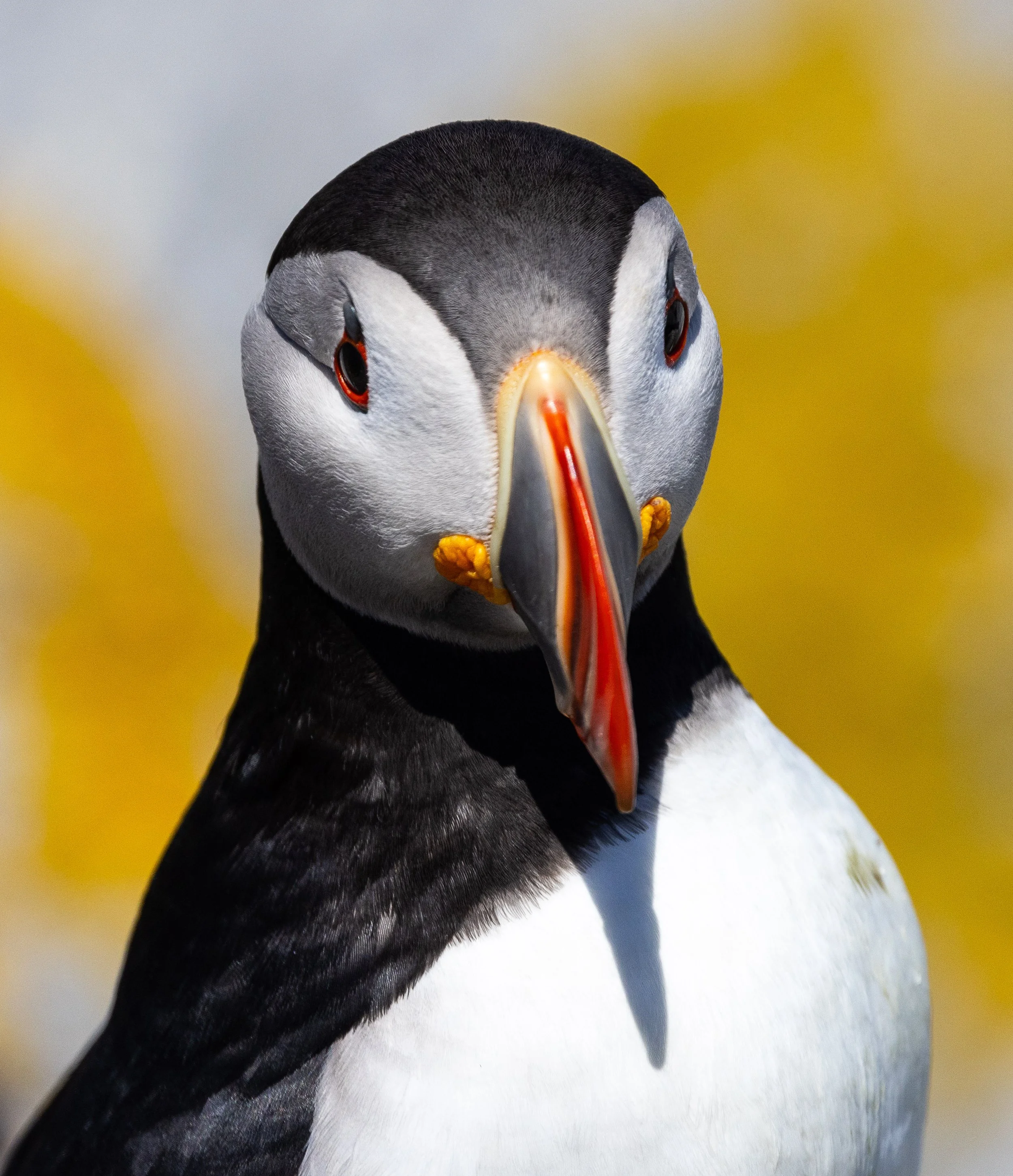 Puffin #2, 12"x18  $110.00