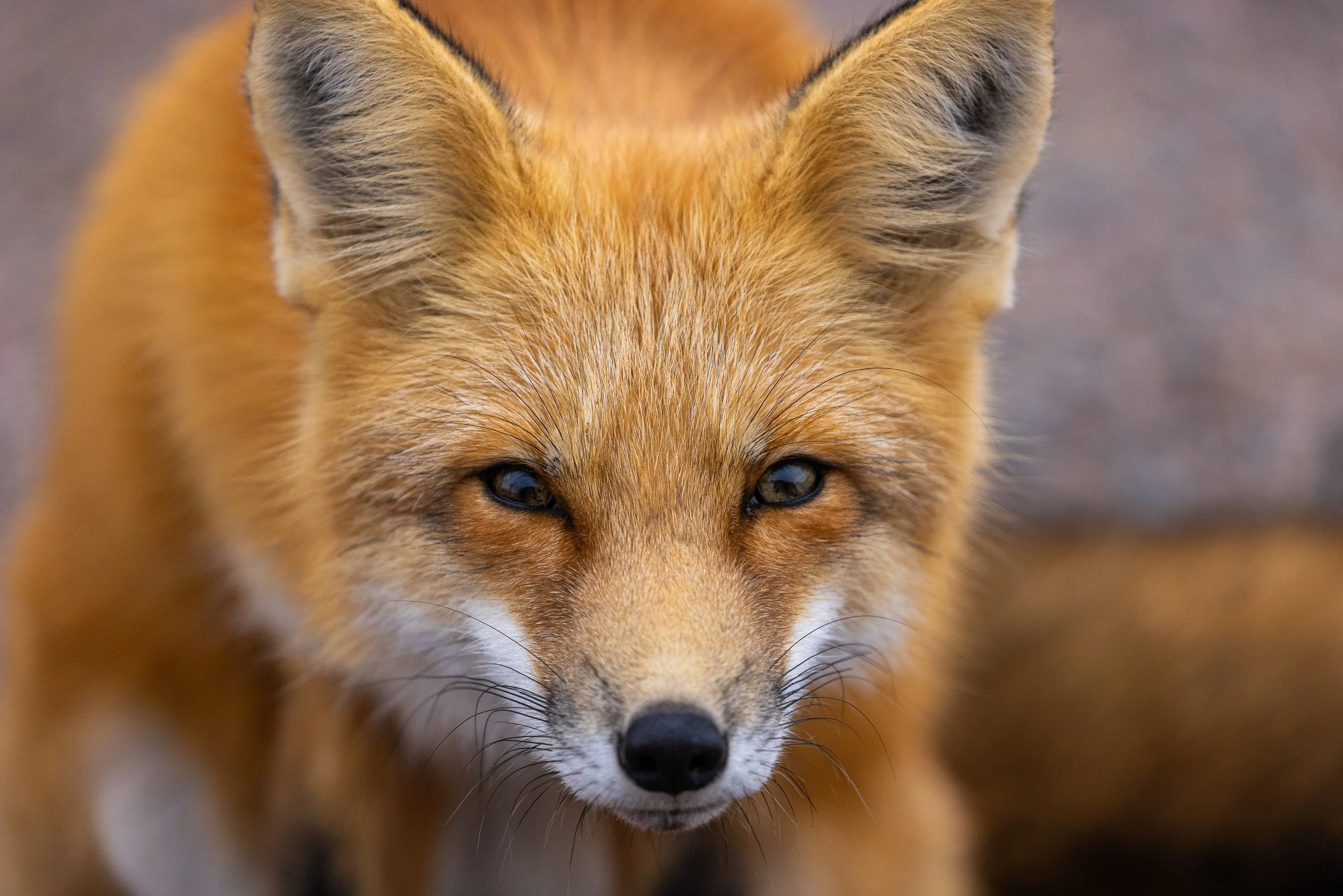 Foxy #1, 12"x18"  $110.00