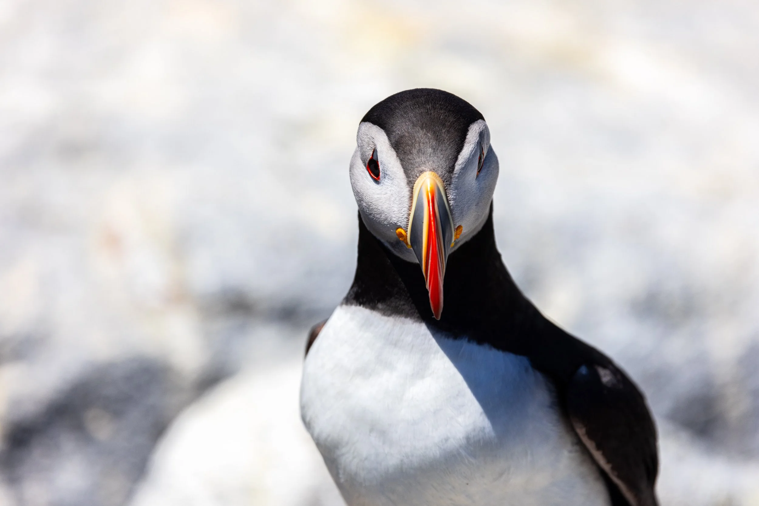 Puffin #11, 12"x18  $110.00