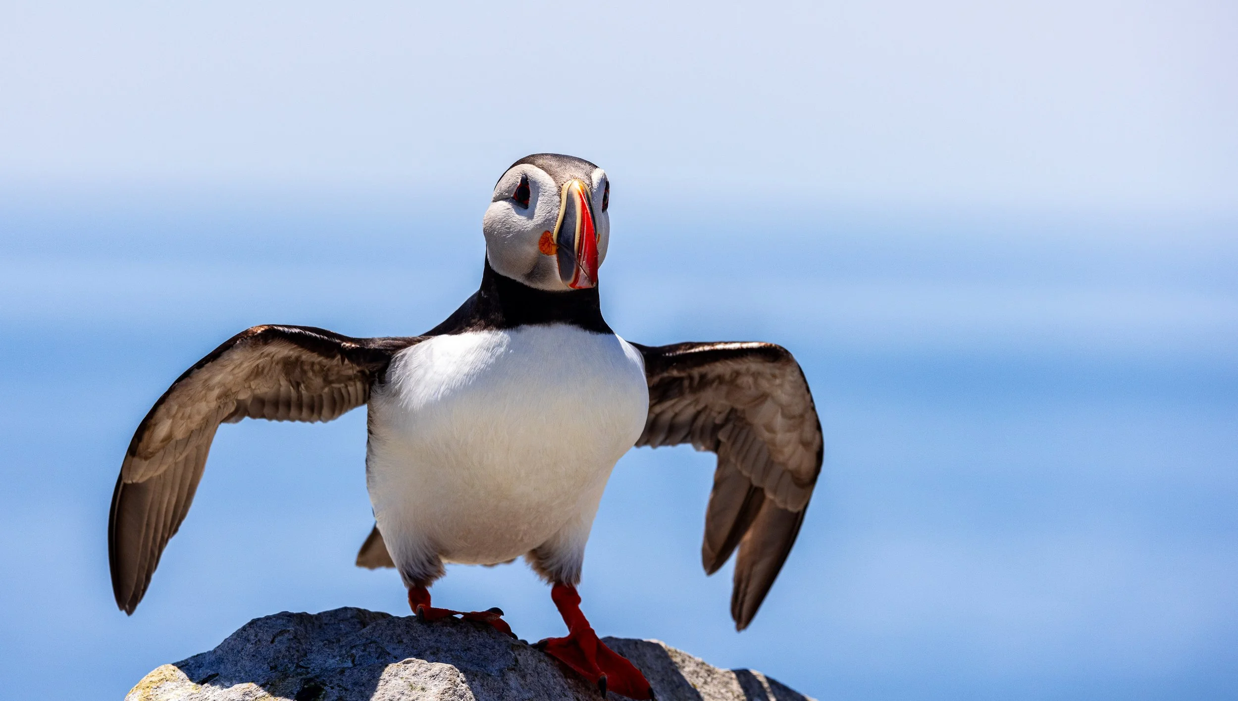 Puffin #10, 12"x18  $110.00