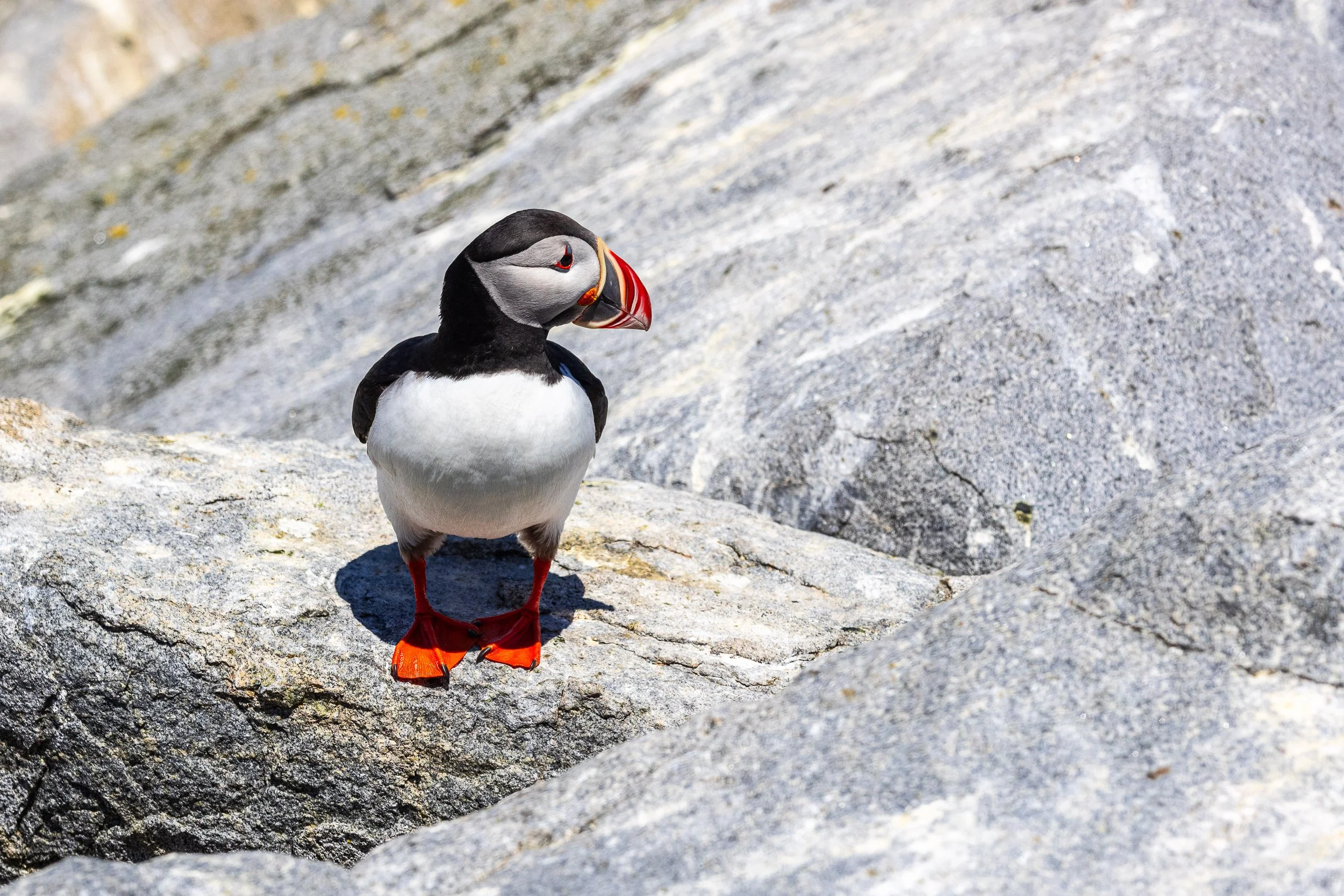 Puffin #4, 12"x18  $110.00