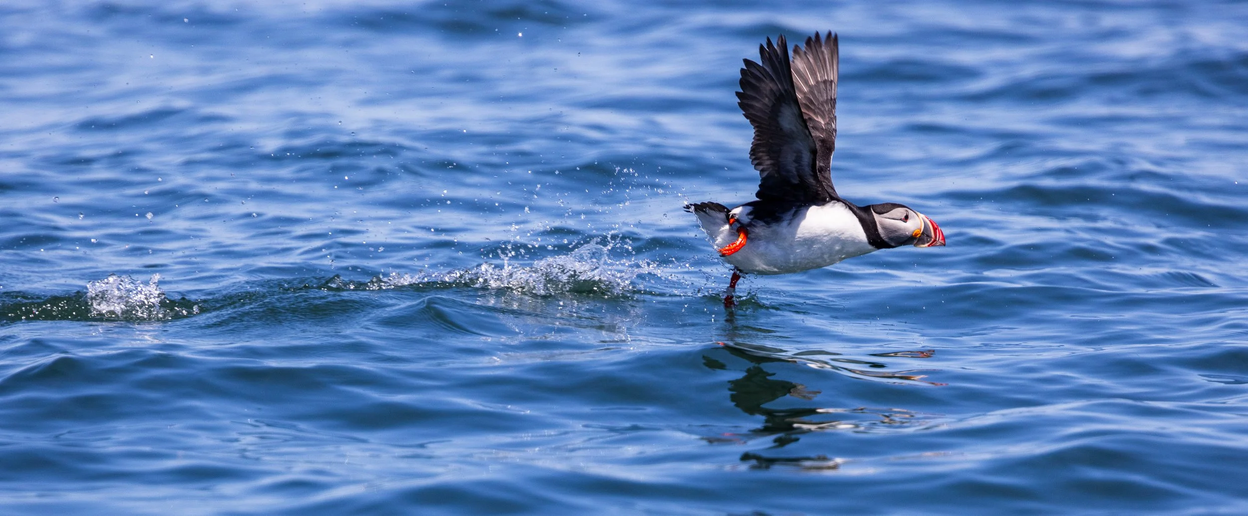 Puffin #5, 10"x20"  $110.00