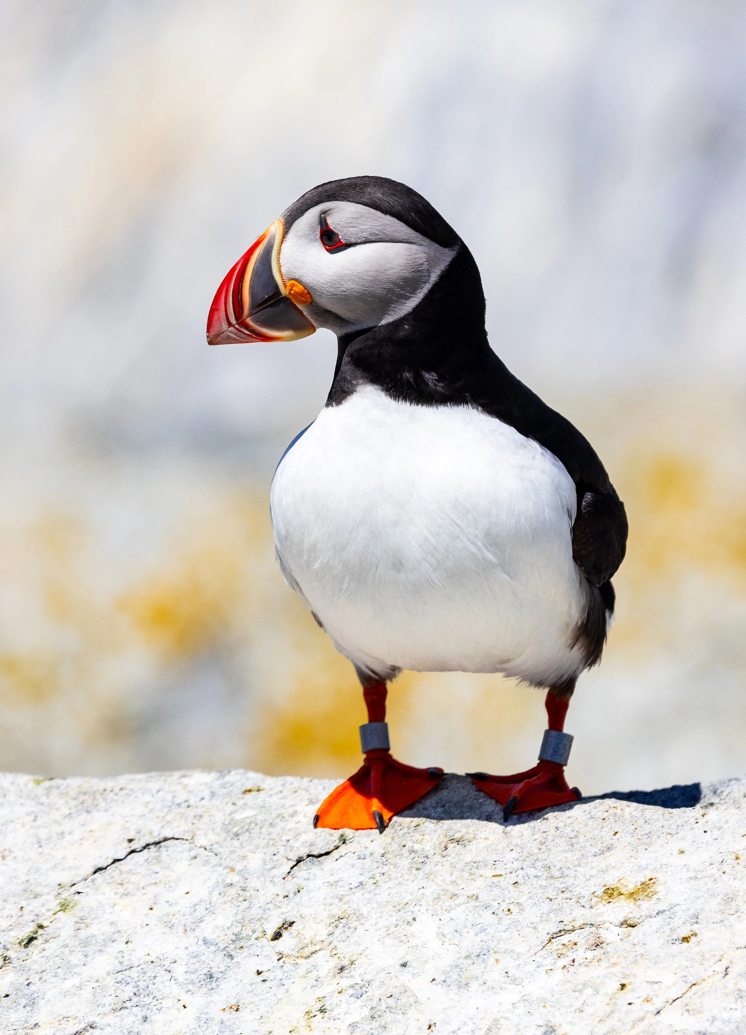 Puffin #1, 12"x18  $110.00