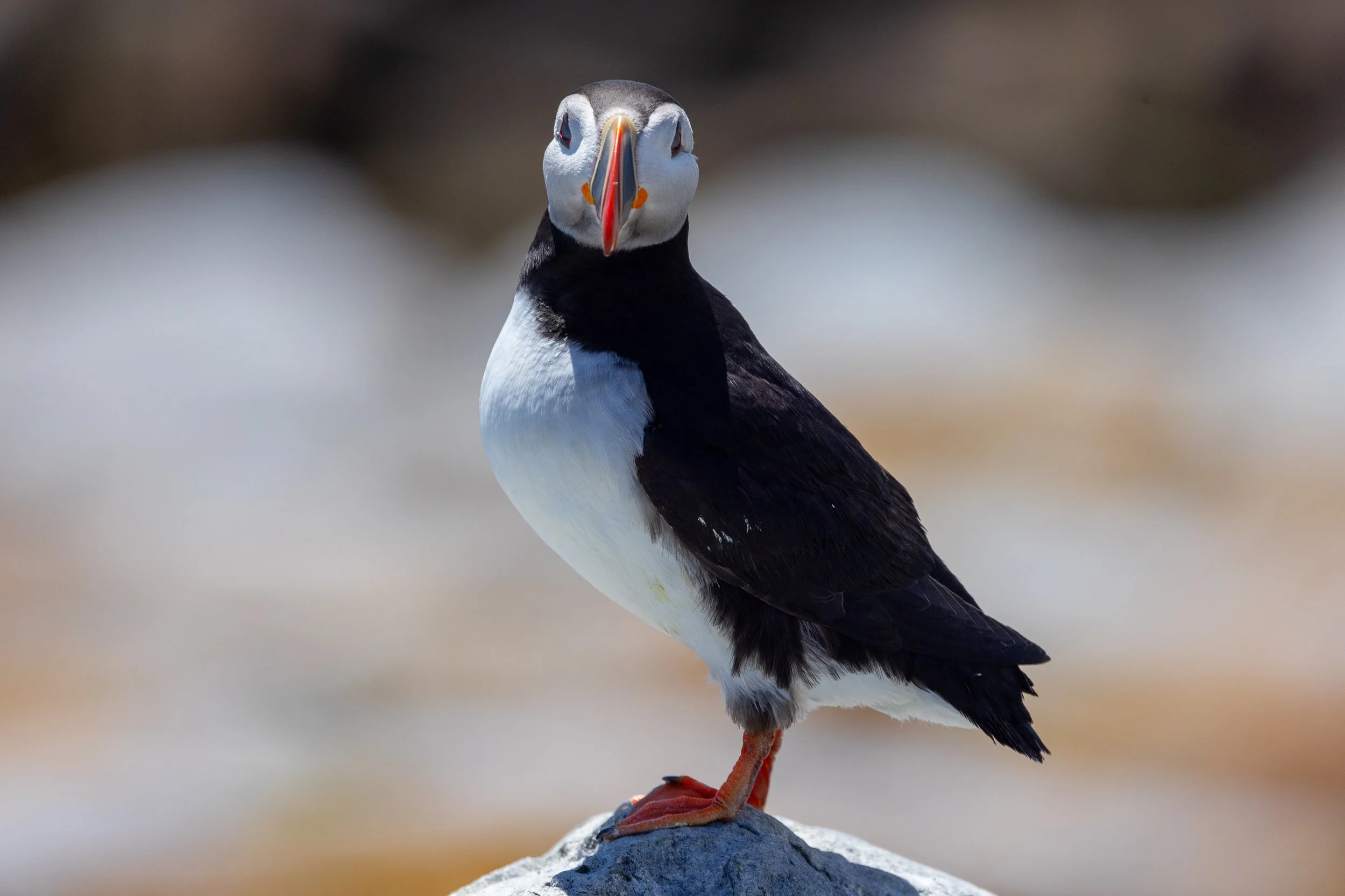 Puffin #3, 12"x18  $110.00