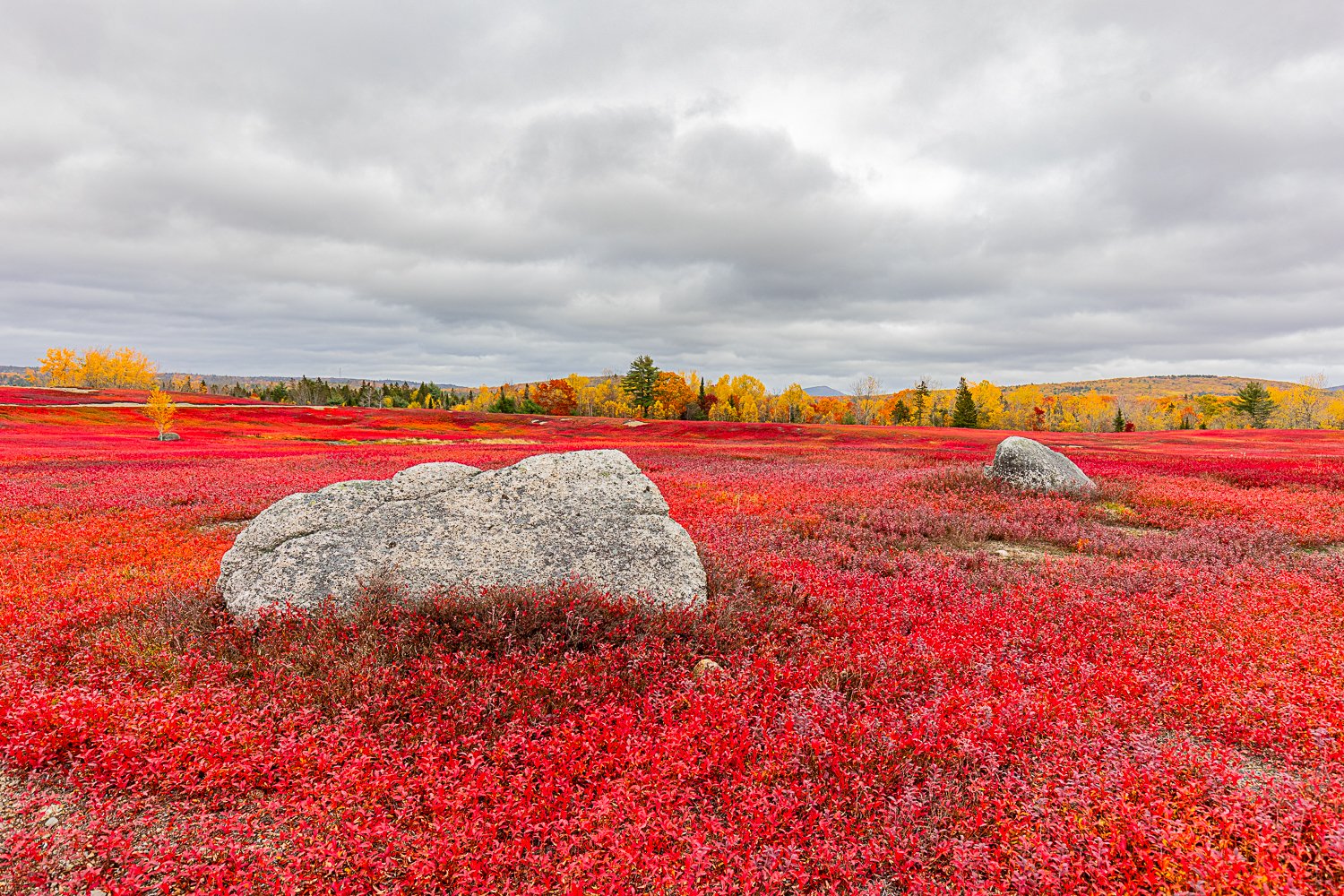 Autumn Maine Blueberry Fields #2, 12"x18"  $110.00