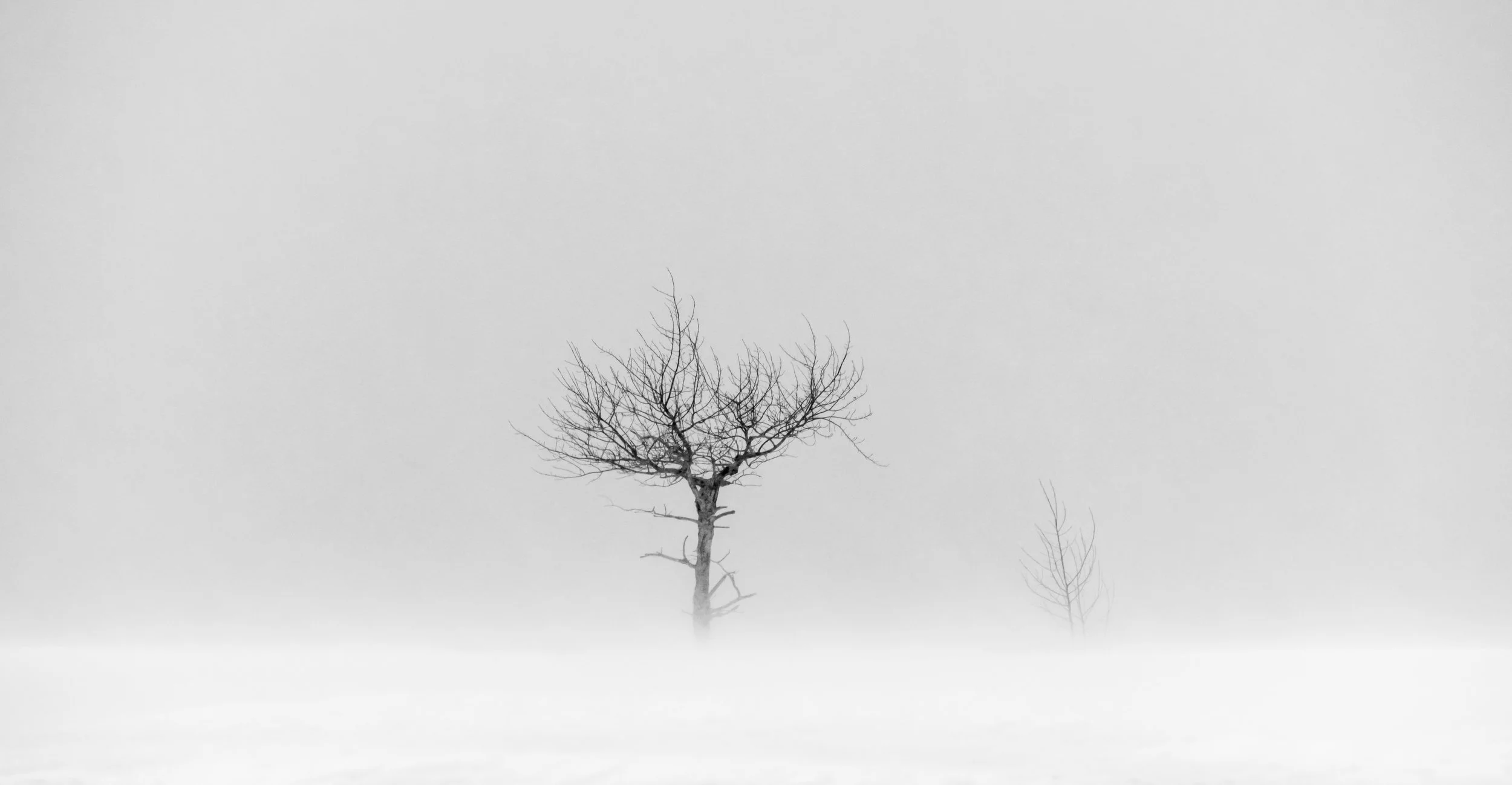 Blizzard Tree #2, 10"x20"  $110.00