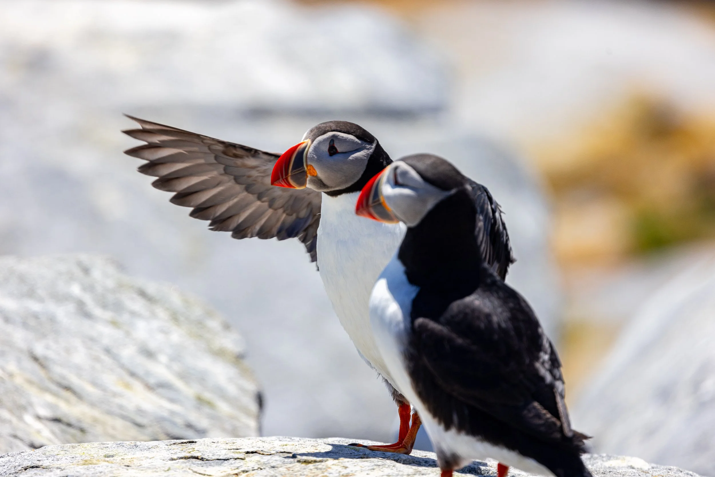 Puffin #6, 12"x18  $110.00