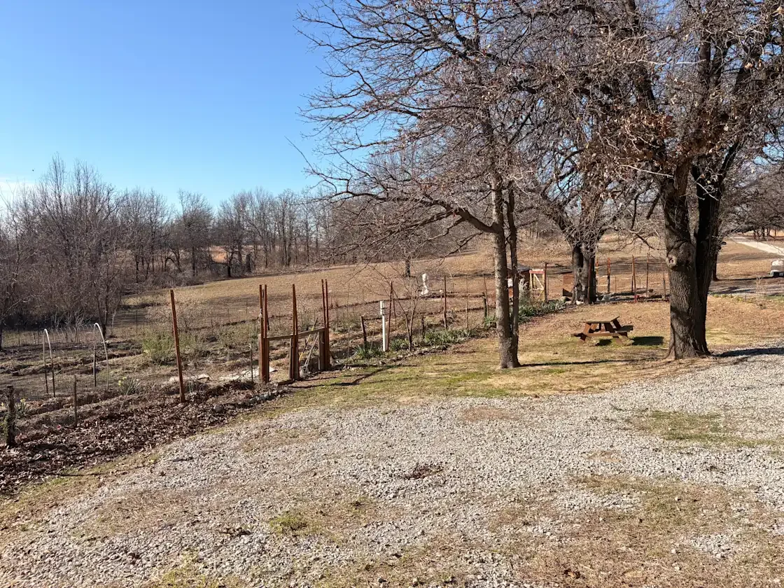 A rural backyard with gravel and dirt ground, two large leafless trees, a wooden picnic table, and a barbed wire fence enclosing a garden area with plants and stakes, under a clear blue sky.