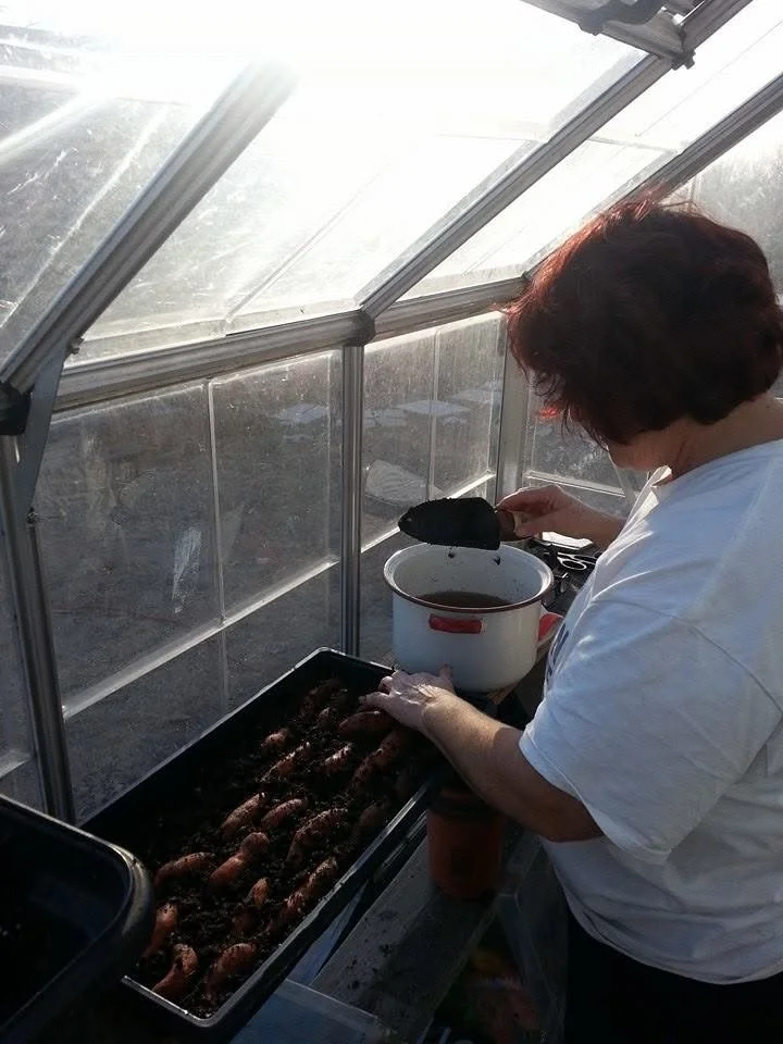 Tchinina is getting things ready in the greenhouse.
