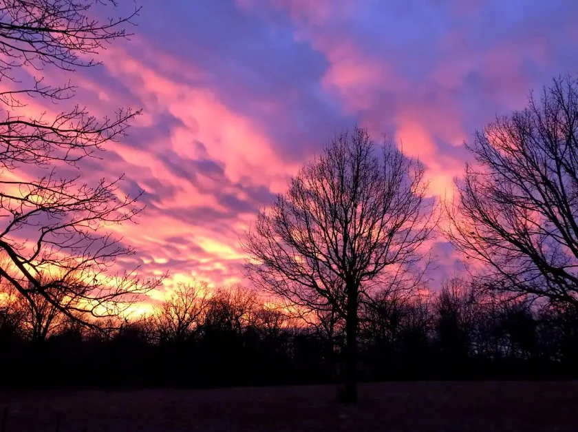 Colorful sunset sky with pink, purple, and orange hues above leafless trees in silhouette.