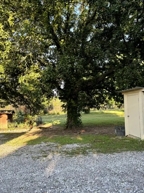 Large tree with green leaves in a backyard, next to a small white shed, with a gravel pathway in the foreground and open grassy area in the background.