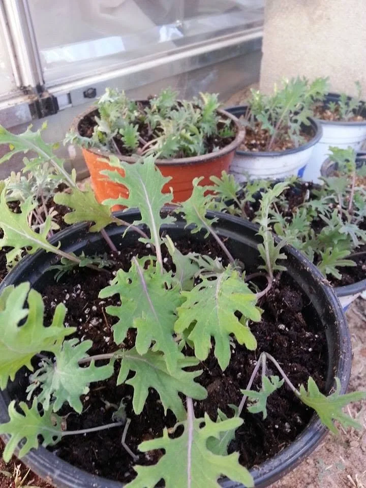 Potted plants with young papaya seedlings growing in soil.