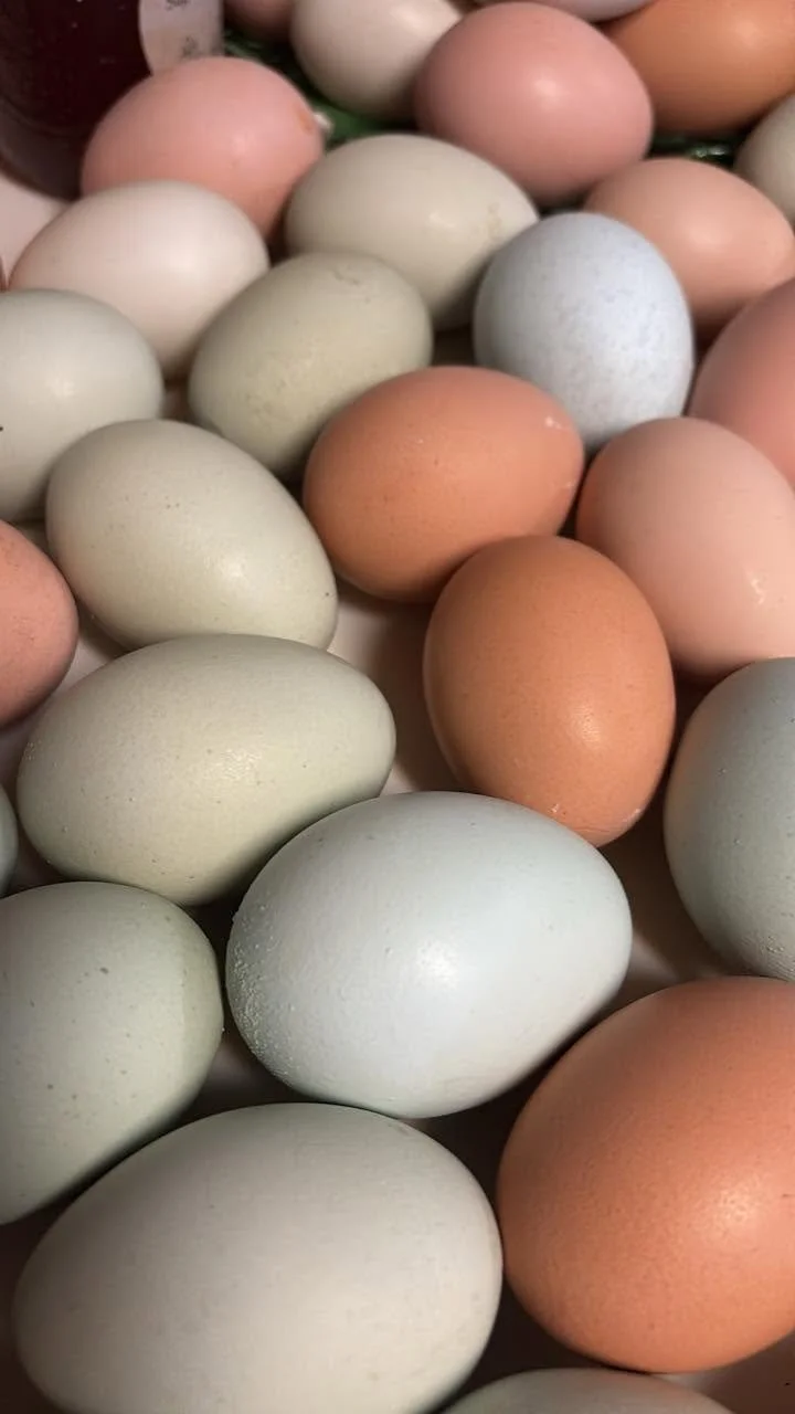 fresh farm eggs at prairie's end.jpg