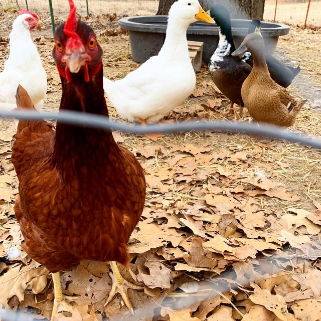 Several chickens and ducks that live on Prairie's End.