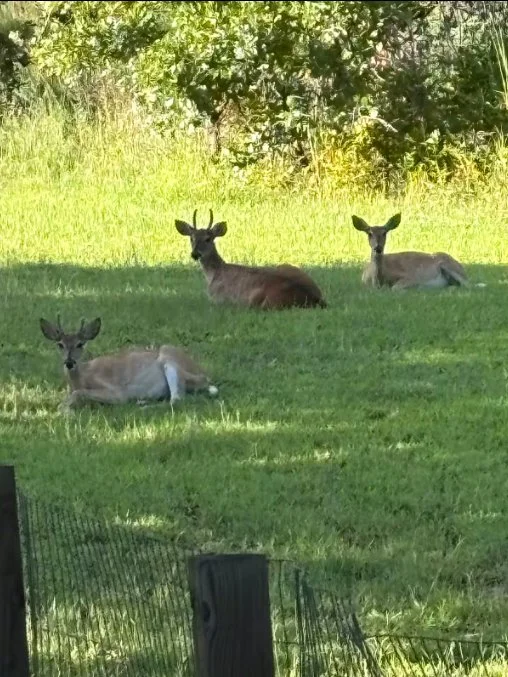 Three deer resting on grass in a shaded area with trees in the background.