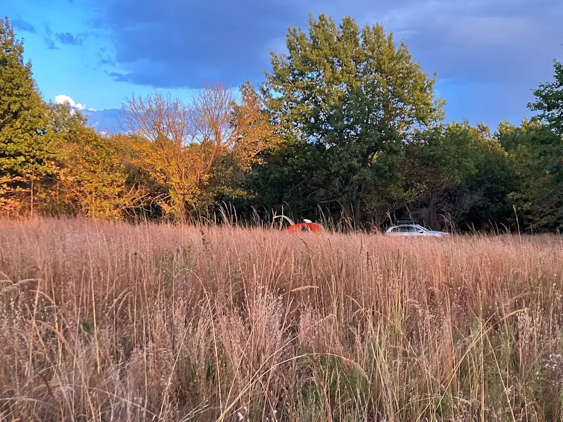 A grassy field with tall, dried grass in the foreground. In the background, there are several trees with green and some with bare branches. Partially visible behind the trees are a red vehicle and a silver vehicle. The sky above is partly cloudy with