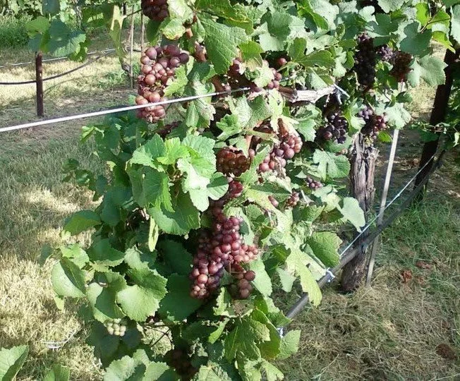 Grapevines with clusters of purple and green grapes growing in a vineyard.