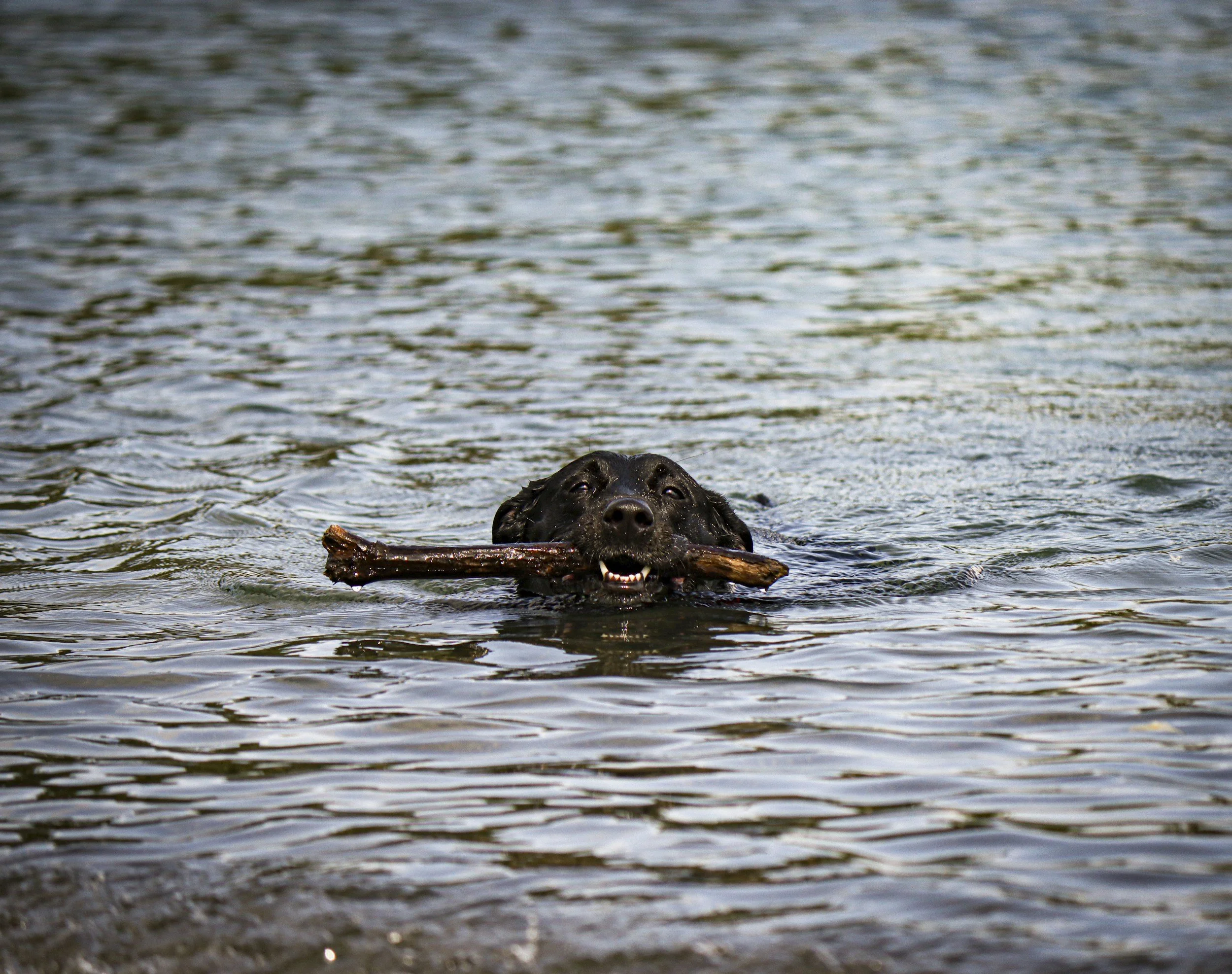 Sit, Ubu. Sit. Good dog. 