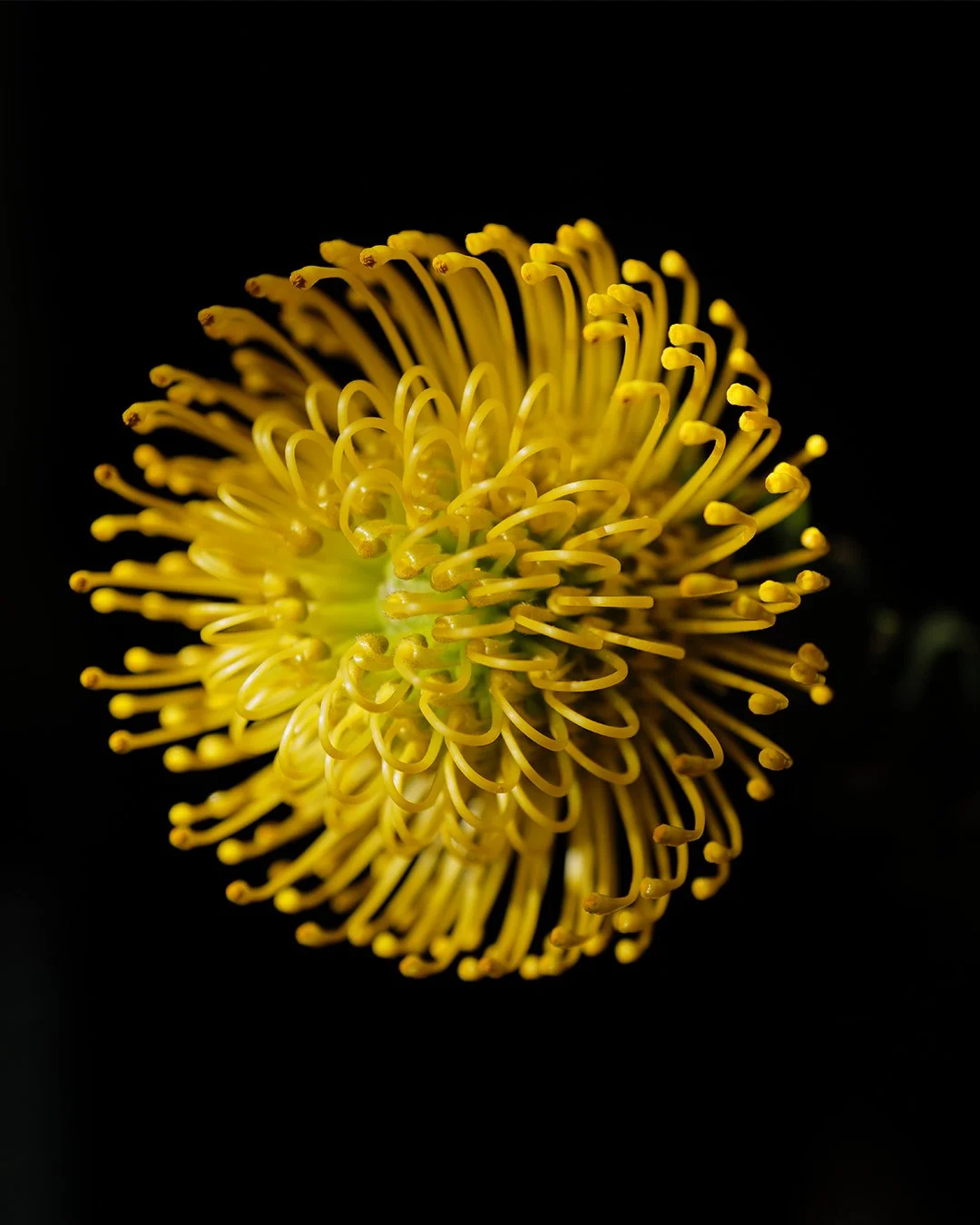 Close-up of a yellow flower with thin, curly petals against a black background.
