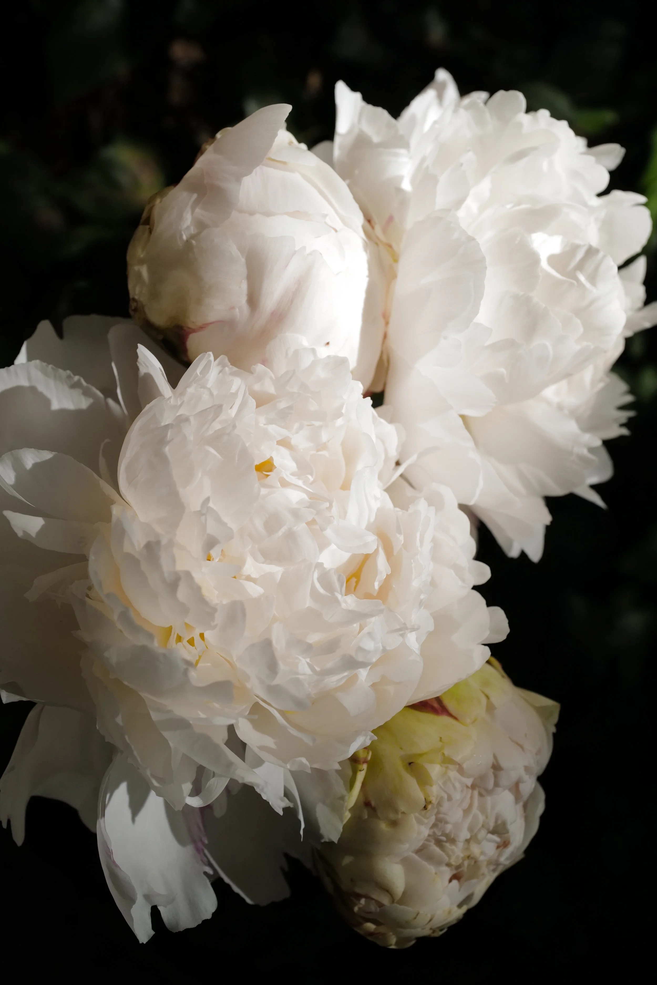Close-up of cream-colored peony flowers with ruffled petals against a dark background.