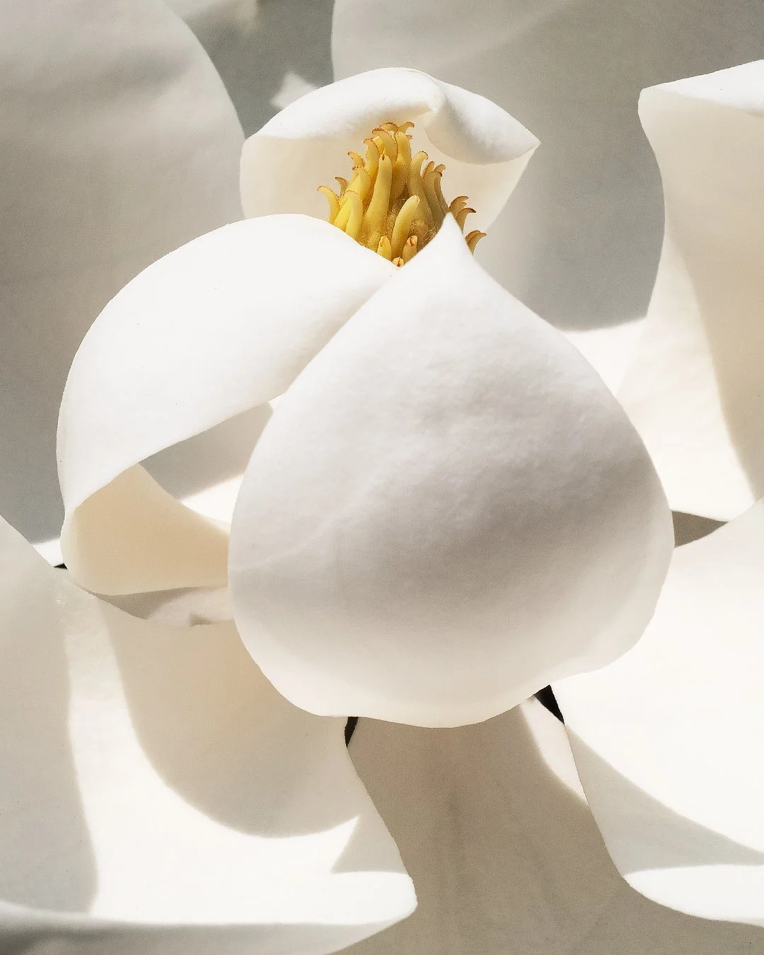 Close-up of a white magnolia flower with large petals and a yellow center.
