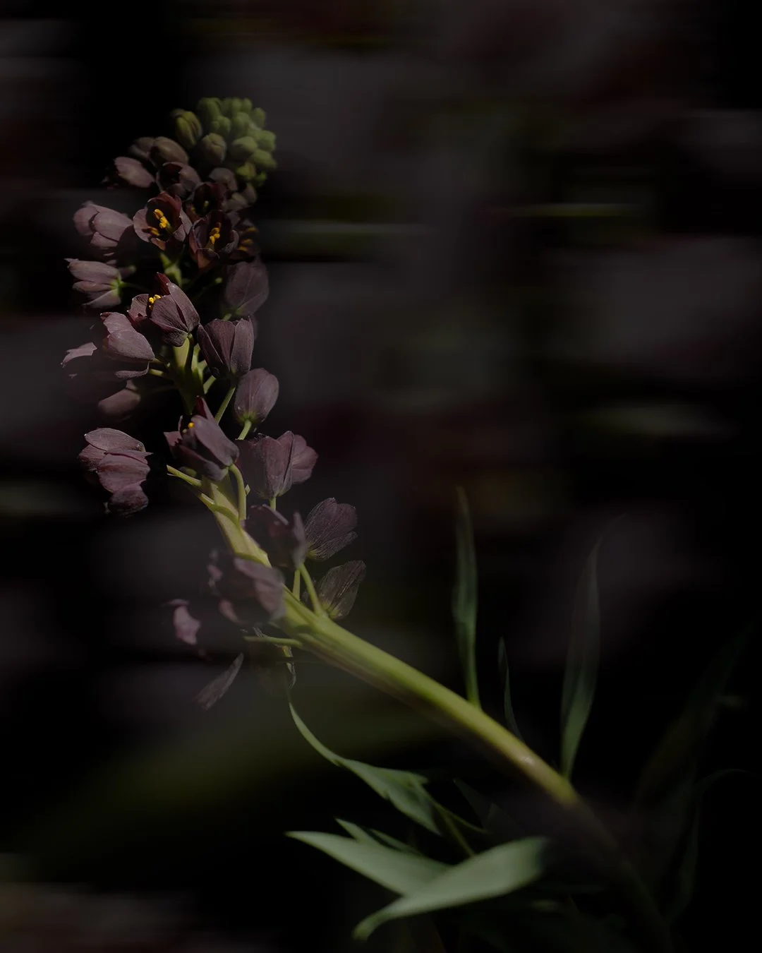 Close-up of a purple flowering plant in low light, with dark background and green leaves.